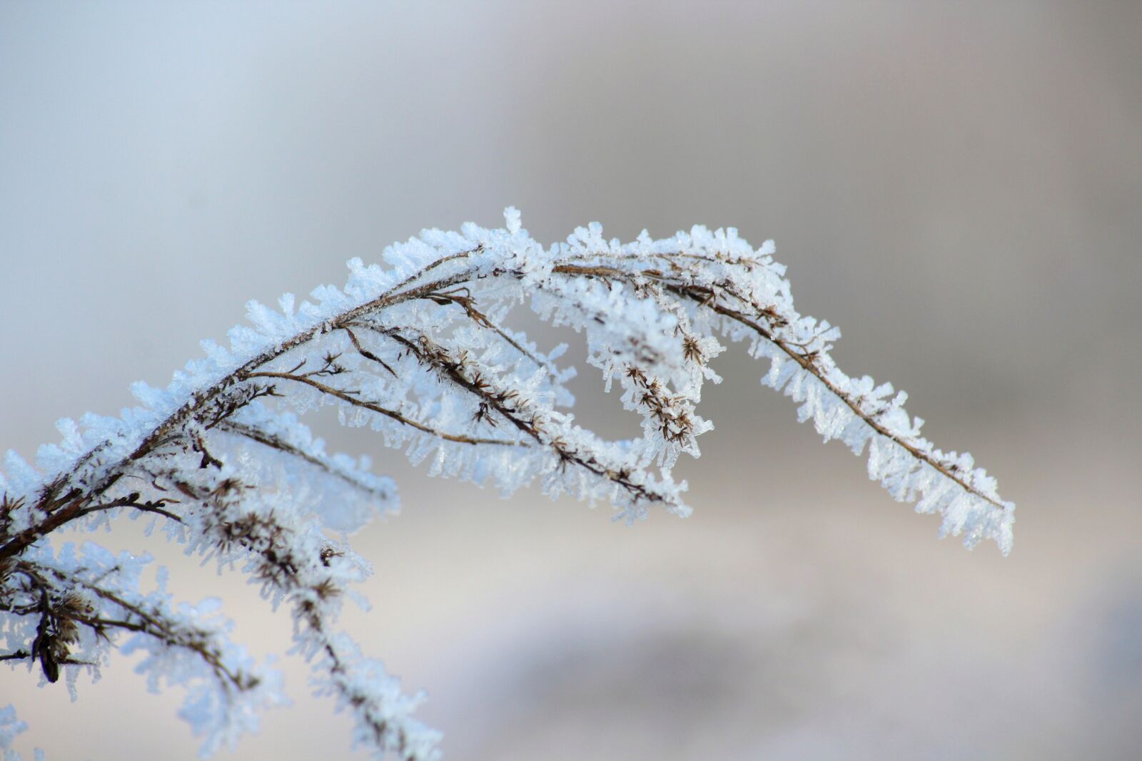 Canon EOS 1200D (EOS Rebel T5 / EOS Kiss X70 / EOS Hi) sample photo. Frost, winter, january photography