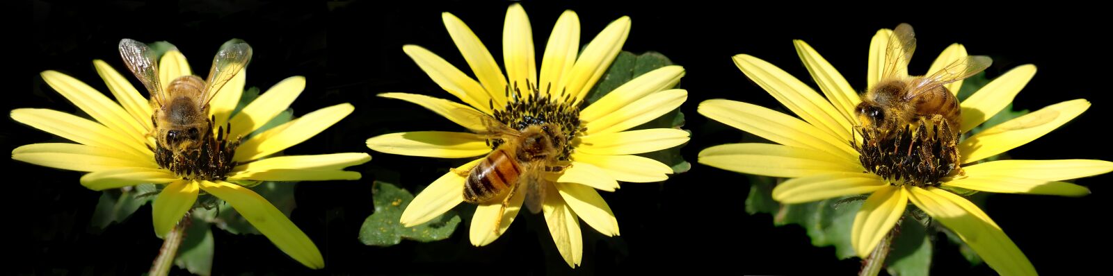 Olympus TG-5 sample photo. Bees, insects, pollen photography