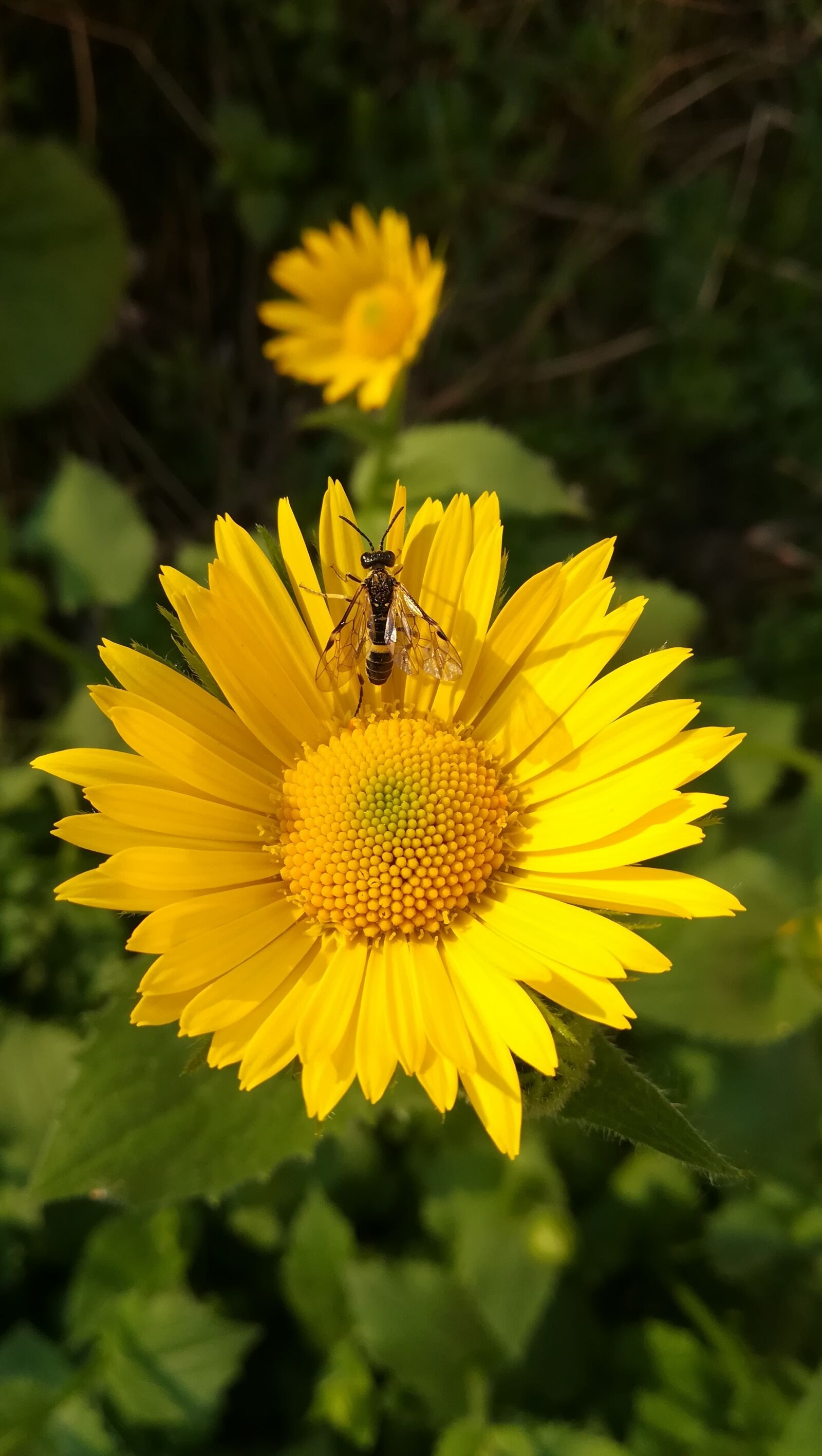 HUAWEI PRA-LX1 sample photo. Daisy, fly, insect photography