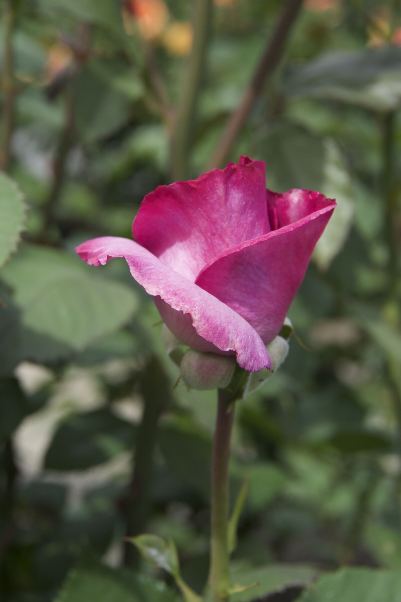 Sony a6000 sample photo. Rose, blossom, garden photography