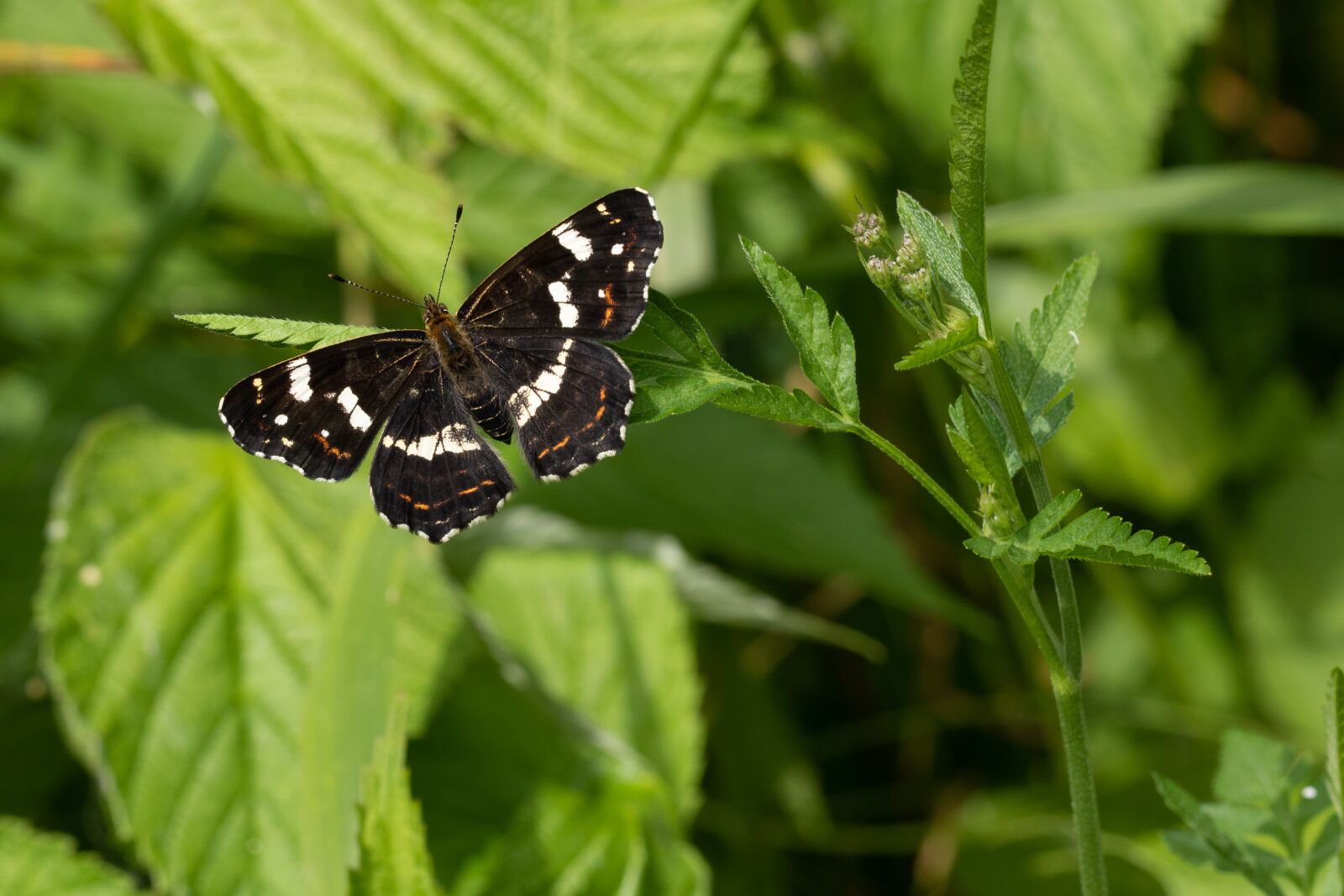 Canon EOS 7D Mark II sample photo. Butterfly, edelfalter, insect photography