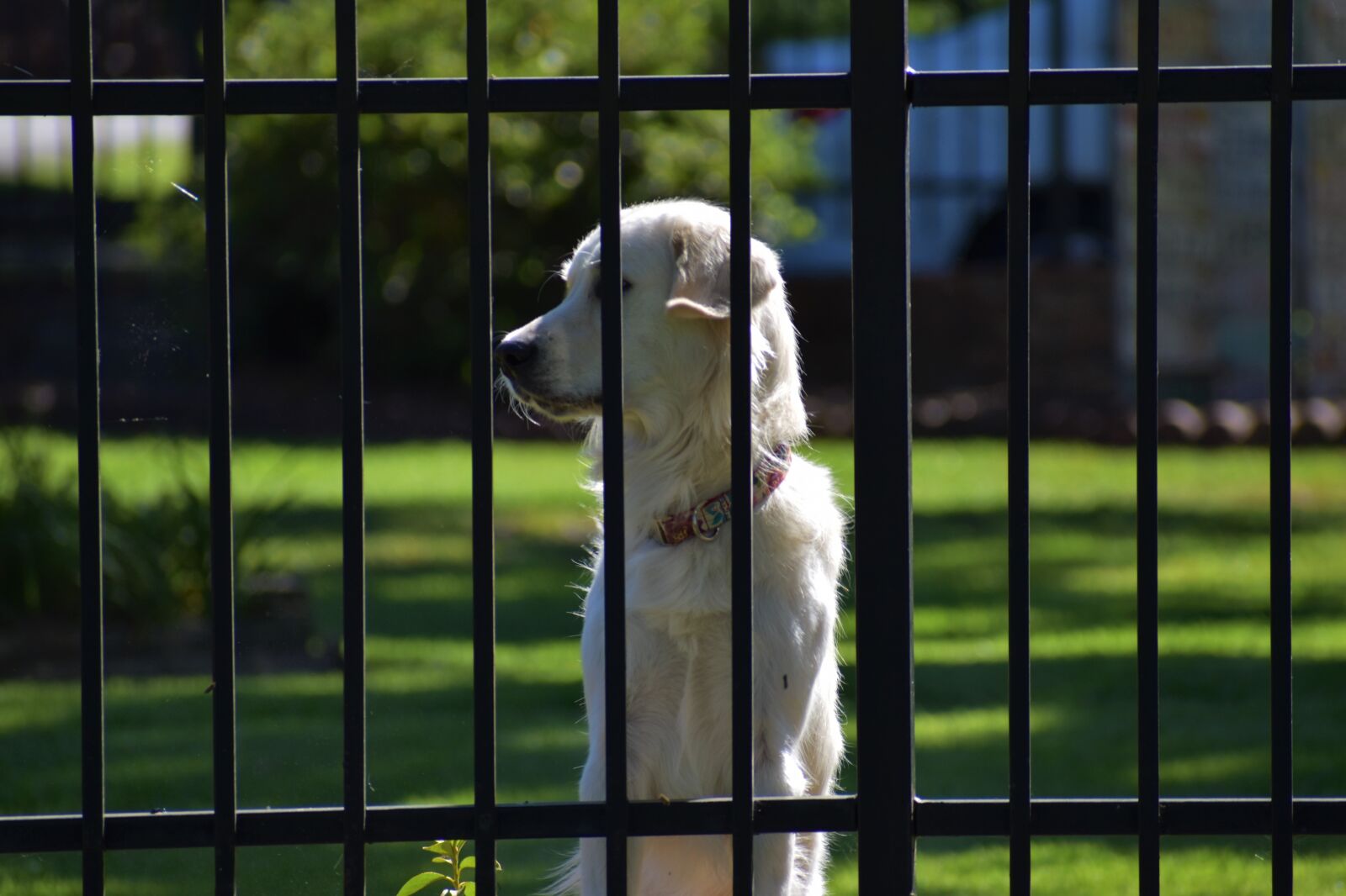 Nikon D3500 sample photo. Guard dog, doggy, companion photography