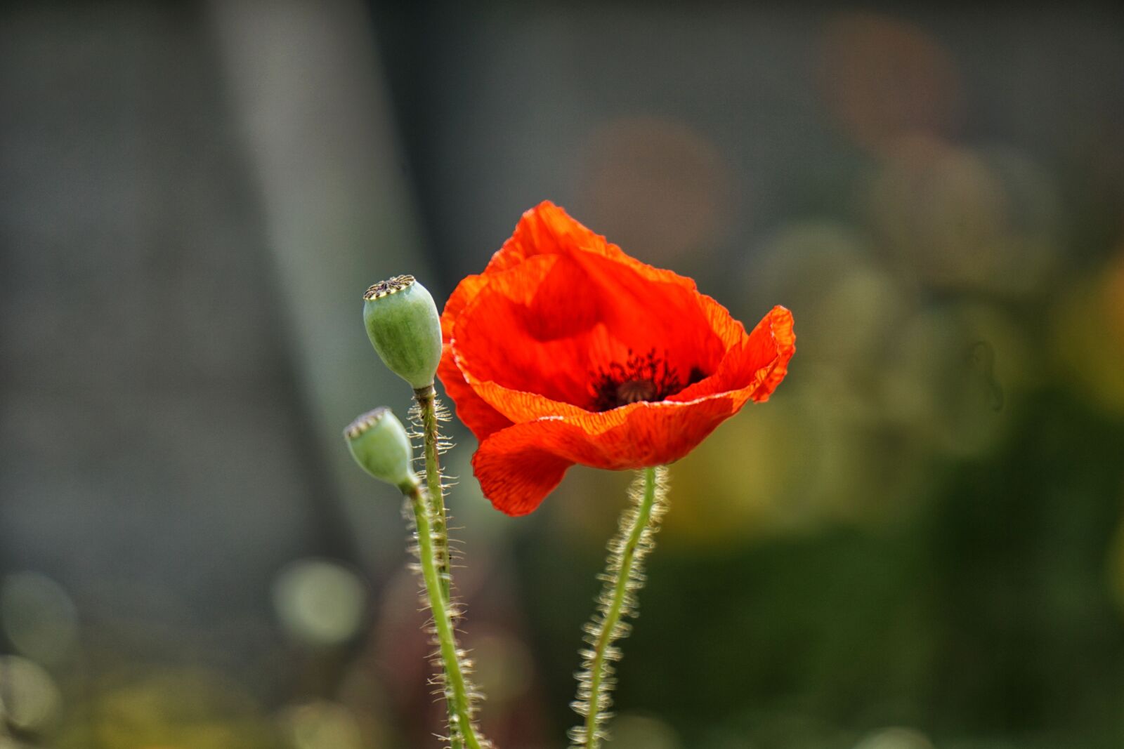 Sony E 55-210mm F4.5-6.3 OSS sample photo. Botanique, coquelicot, fleur, fleur photography