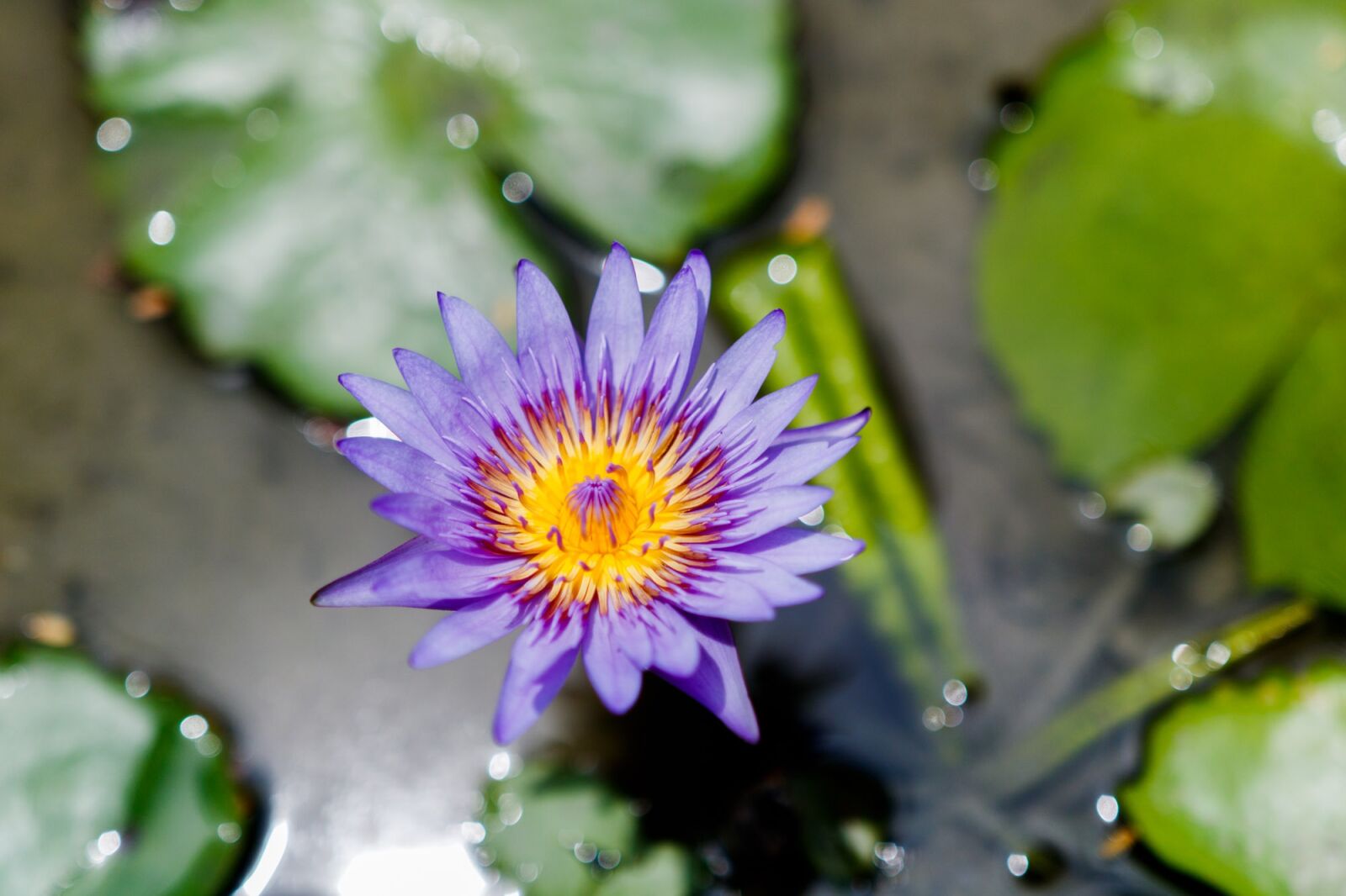 Canon EOS 750D (EOS Rebel T6i / EOS Kiss X8i) sample photo. Flower, water flower, water photography