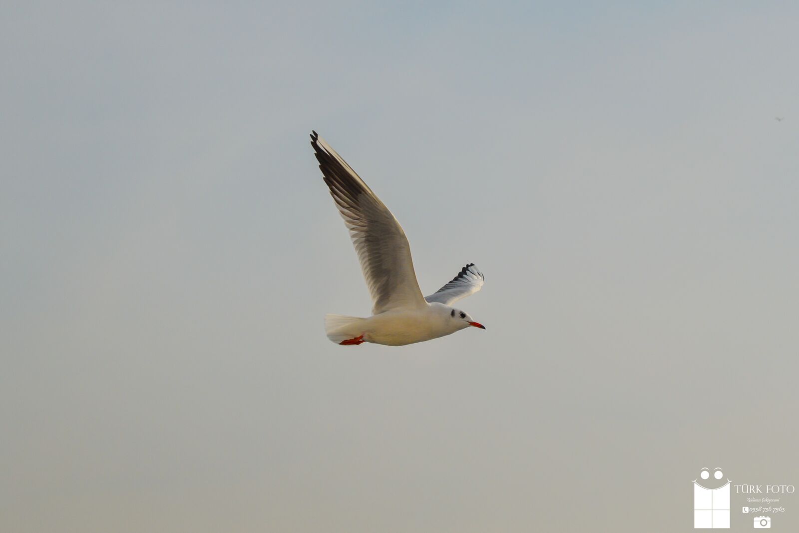Nikon D3200 sample photo. Istanbul, gemi, kızkulesi photography