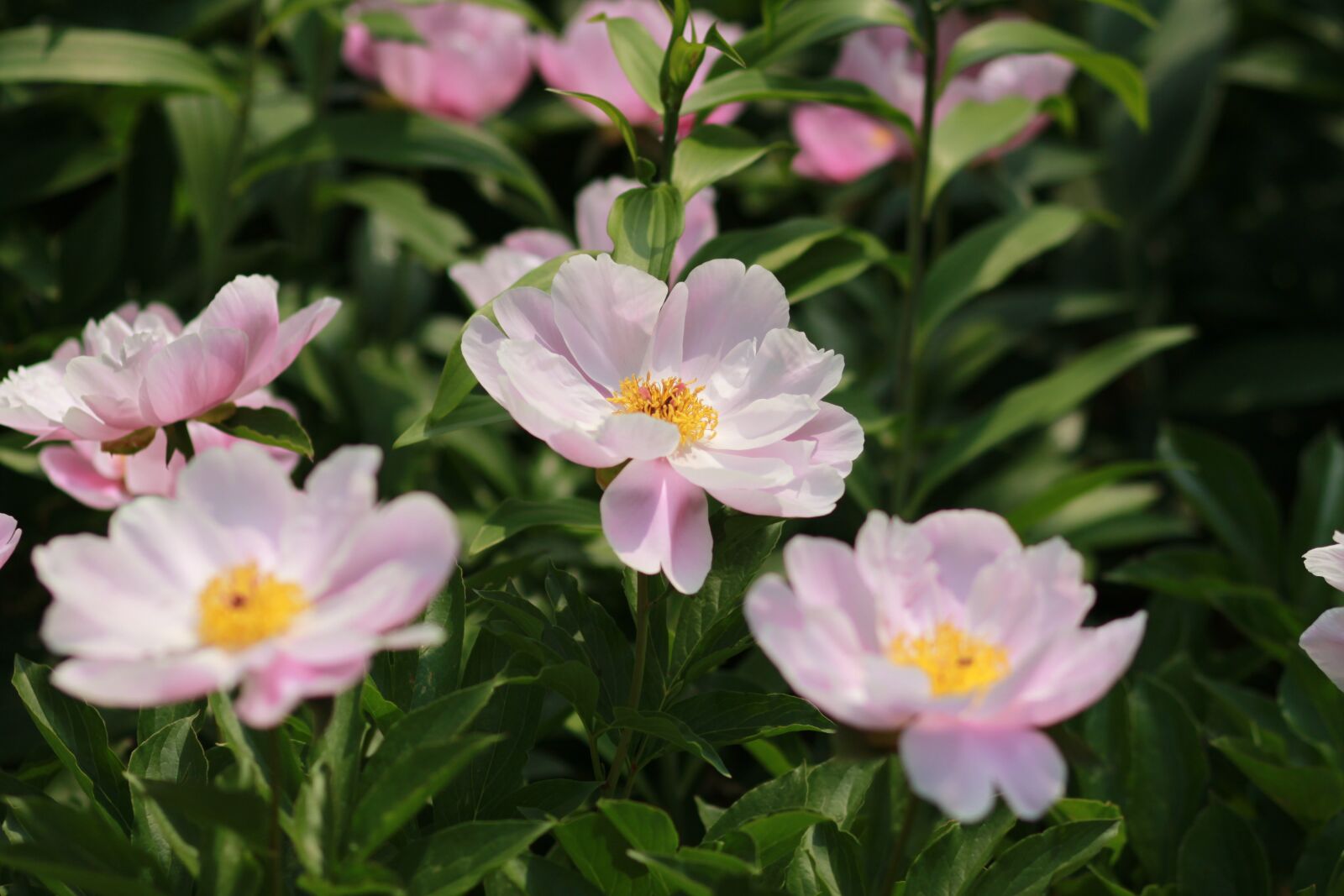 Canon EOS 500D (EOS Rebel T1i / EOS Kiss X3) sample photo. Noel online gift shop photography