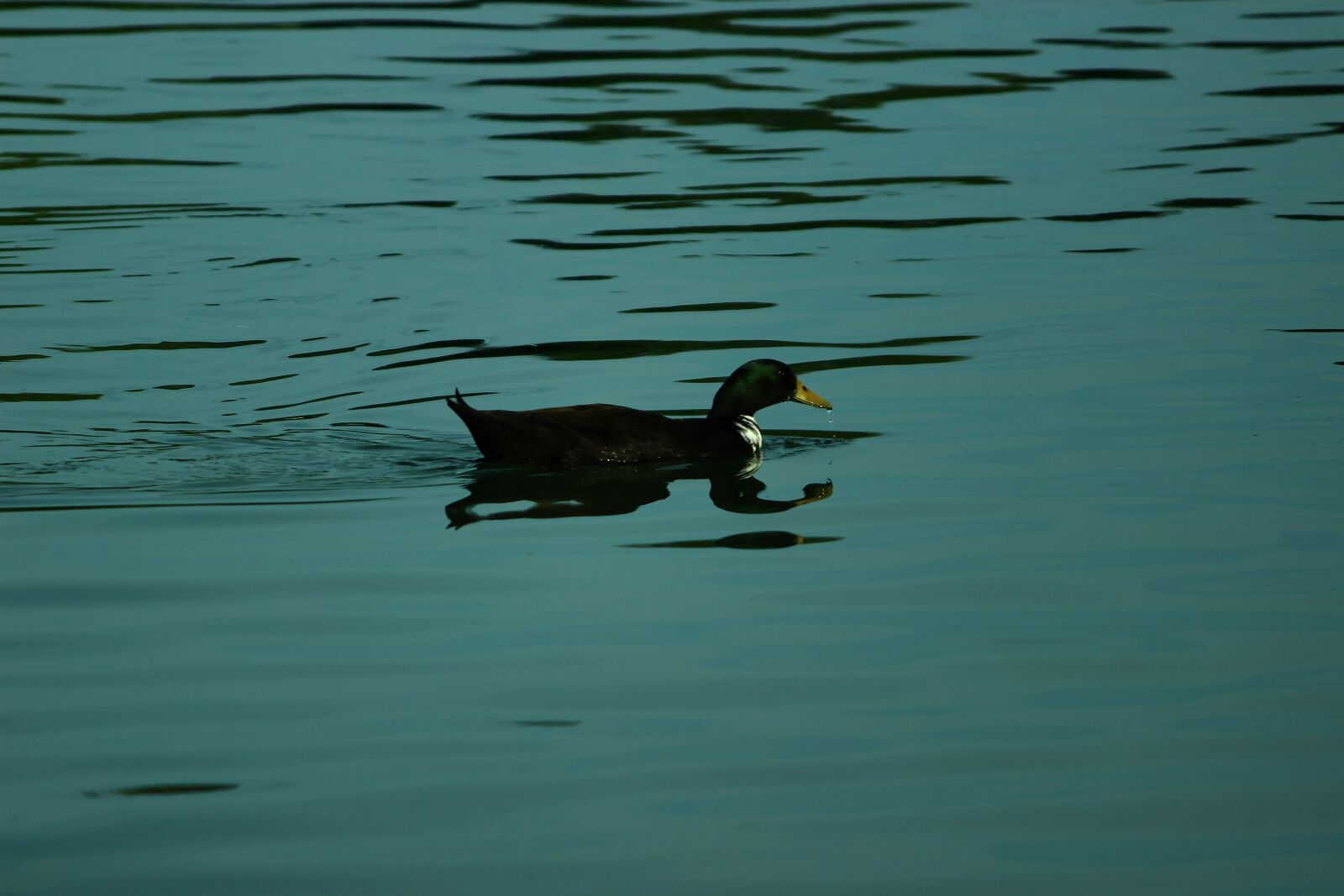 Canon EF-S 55-250mm F4-5.6 IS II sample photo. Blue, duck, nature photography