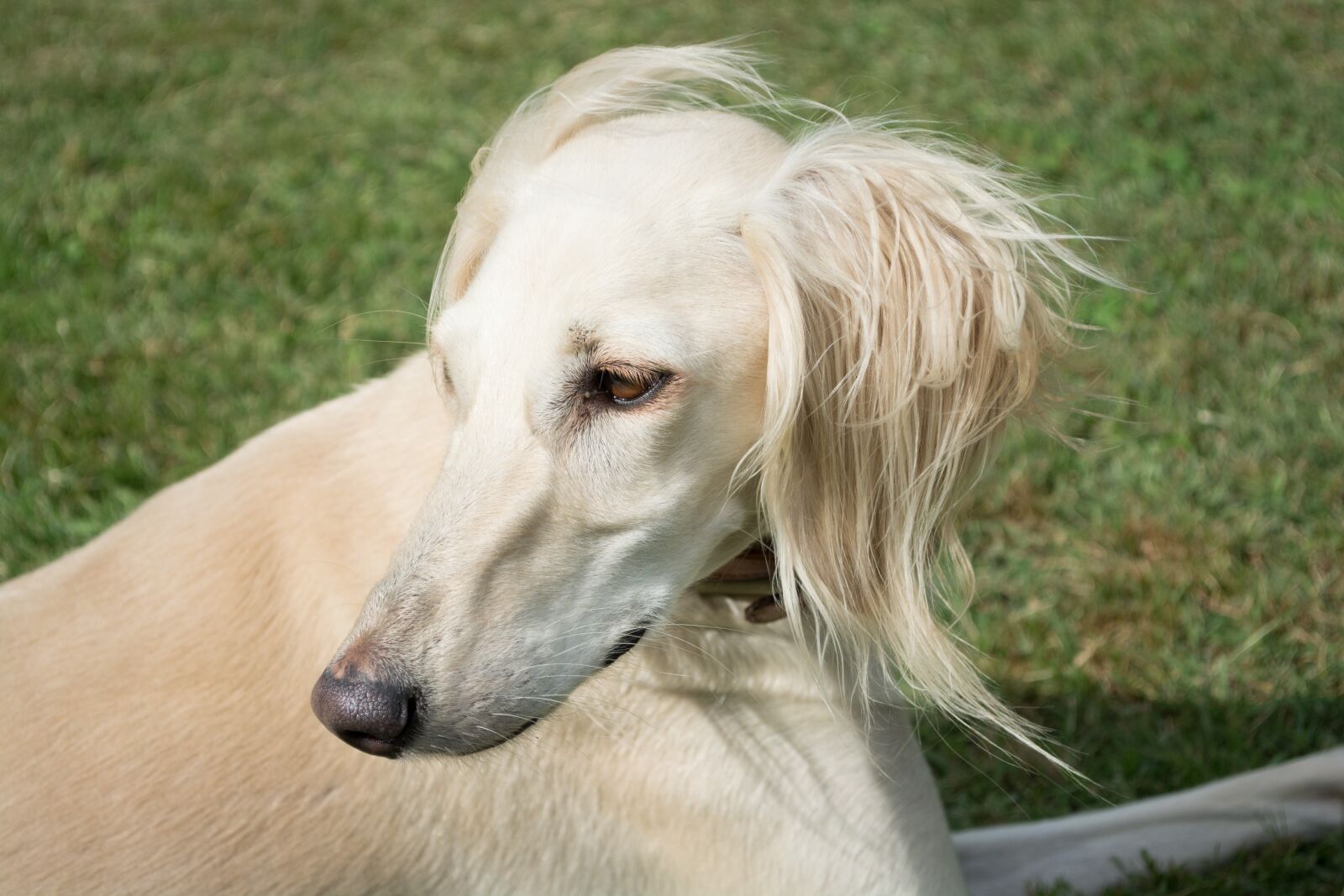 Nikon D5200 sample photo. Saluki, persian greyhound, dog photography