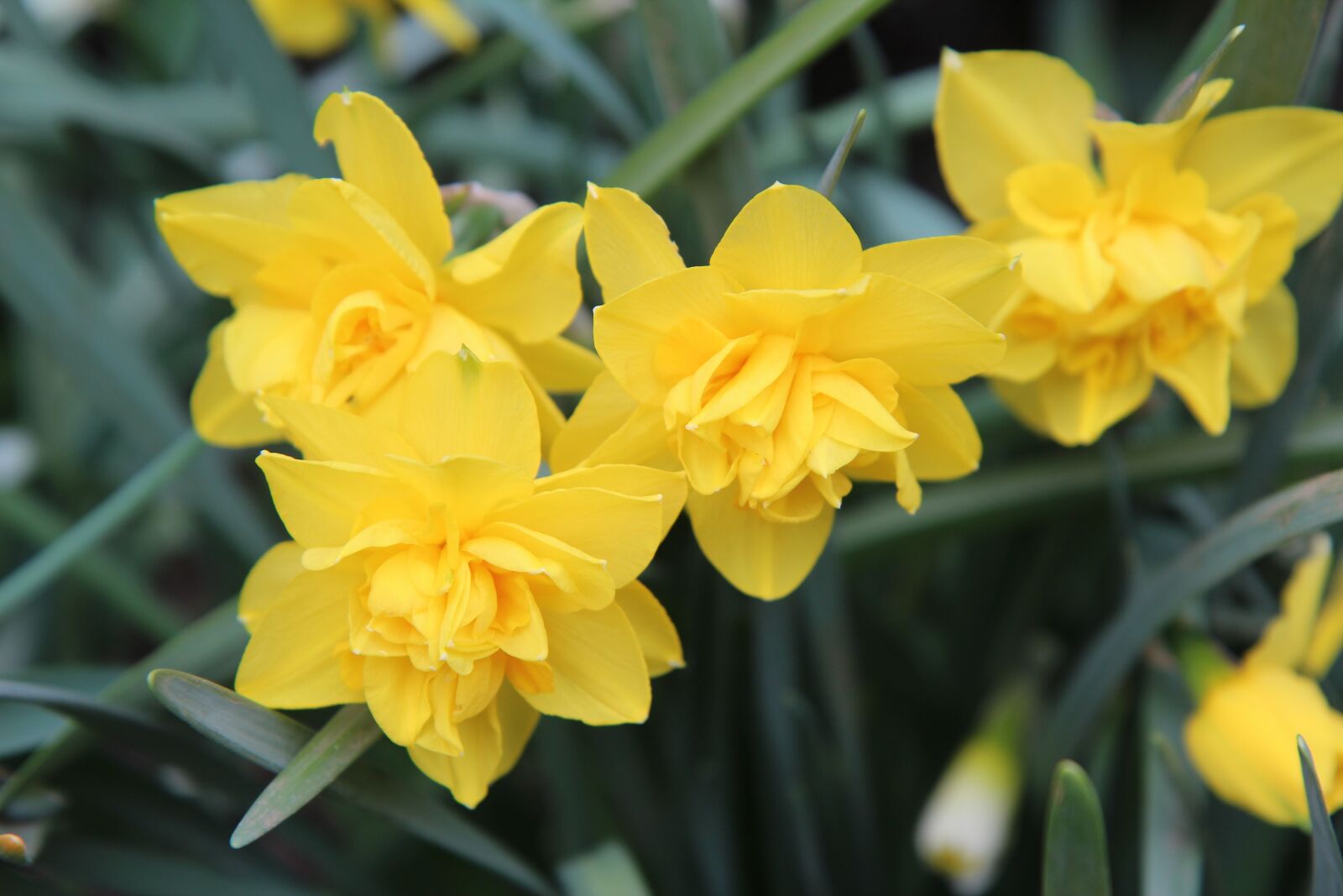 Canon EOS 600D (Rebel EOS T3i / EOS Kiss X5) sample photo. Narcissus, narcissus yellow, yellow photography