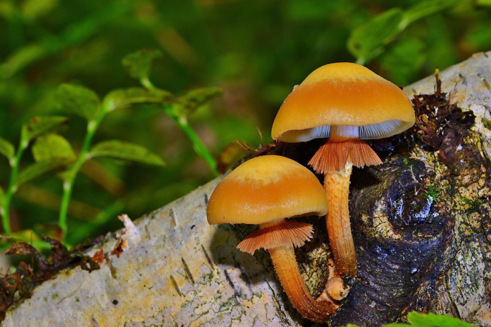 Nikon D5200 sample photo. Forest, mushrooms, screen fungus photography