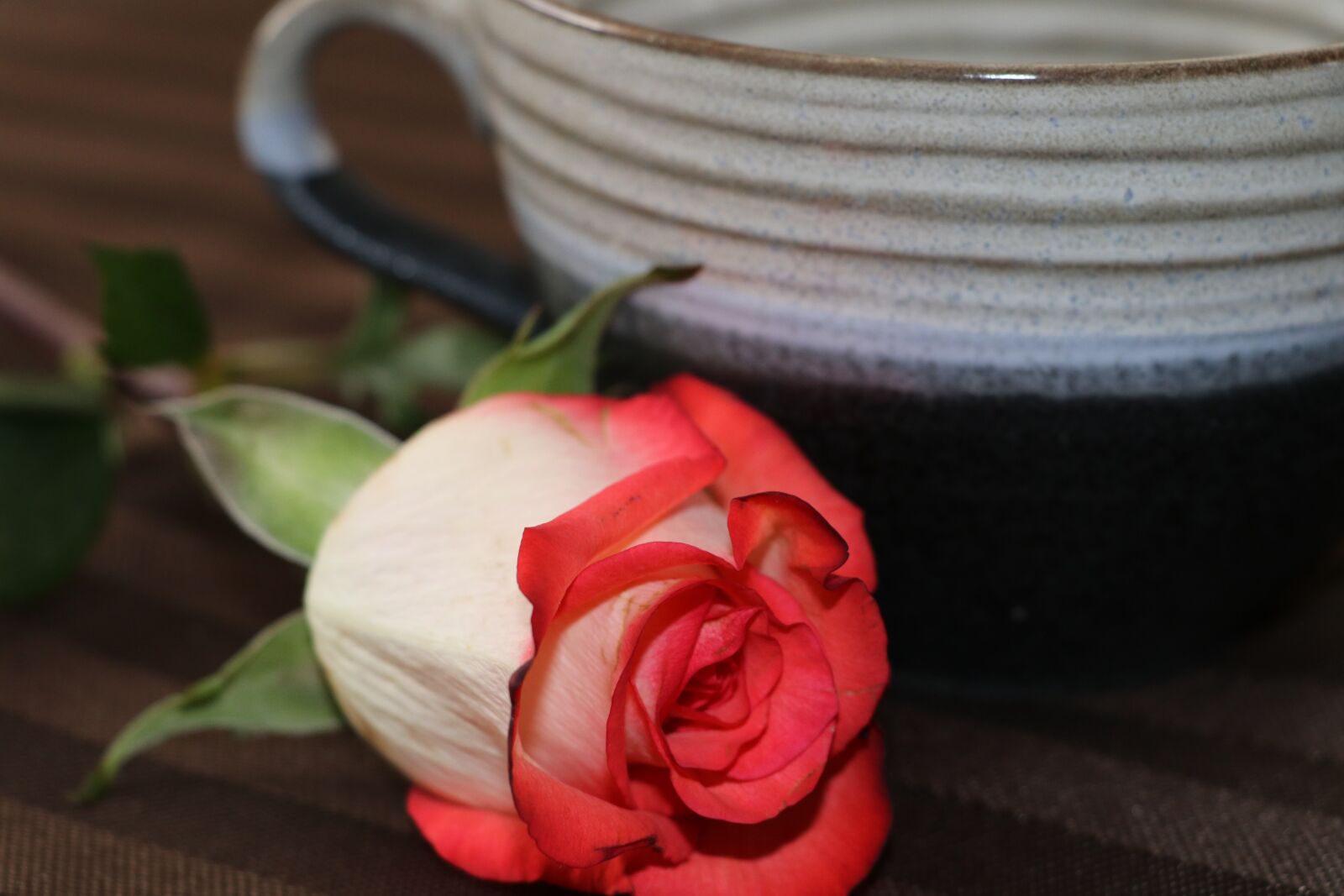 Canon EF-S 18-135mm F3.5-5.6 IS USM sample photo. Tea cup, rose, red photography