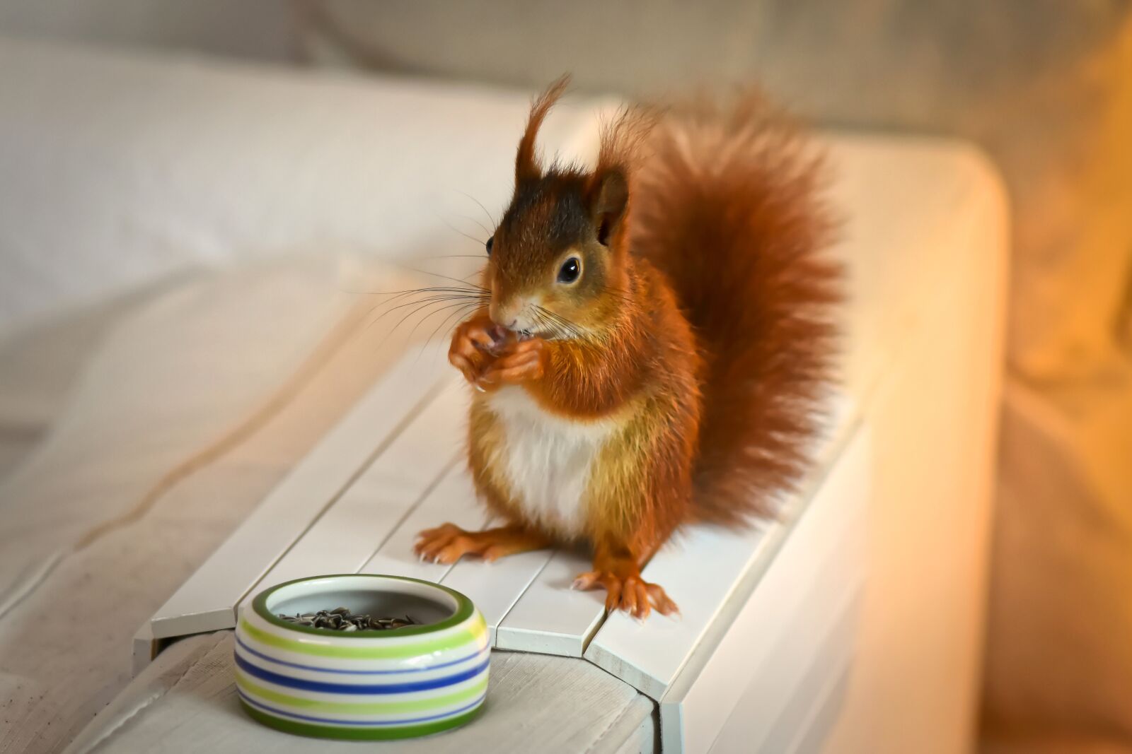Nikon D7200 sample photo. Squirrel, young animal, small photography