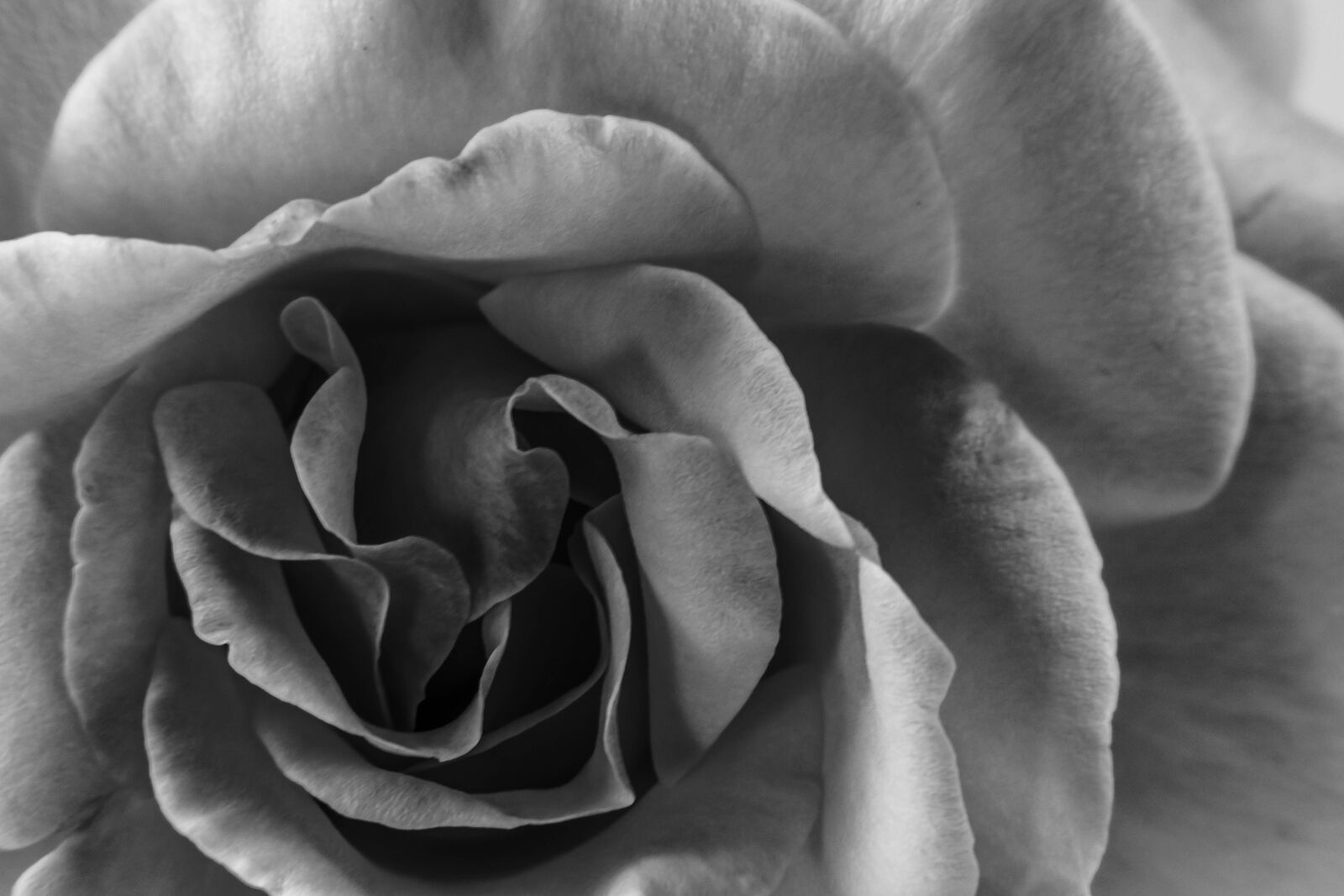 Nikon D5300 sample photo. Flower, flowers, black photography