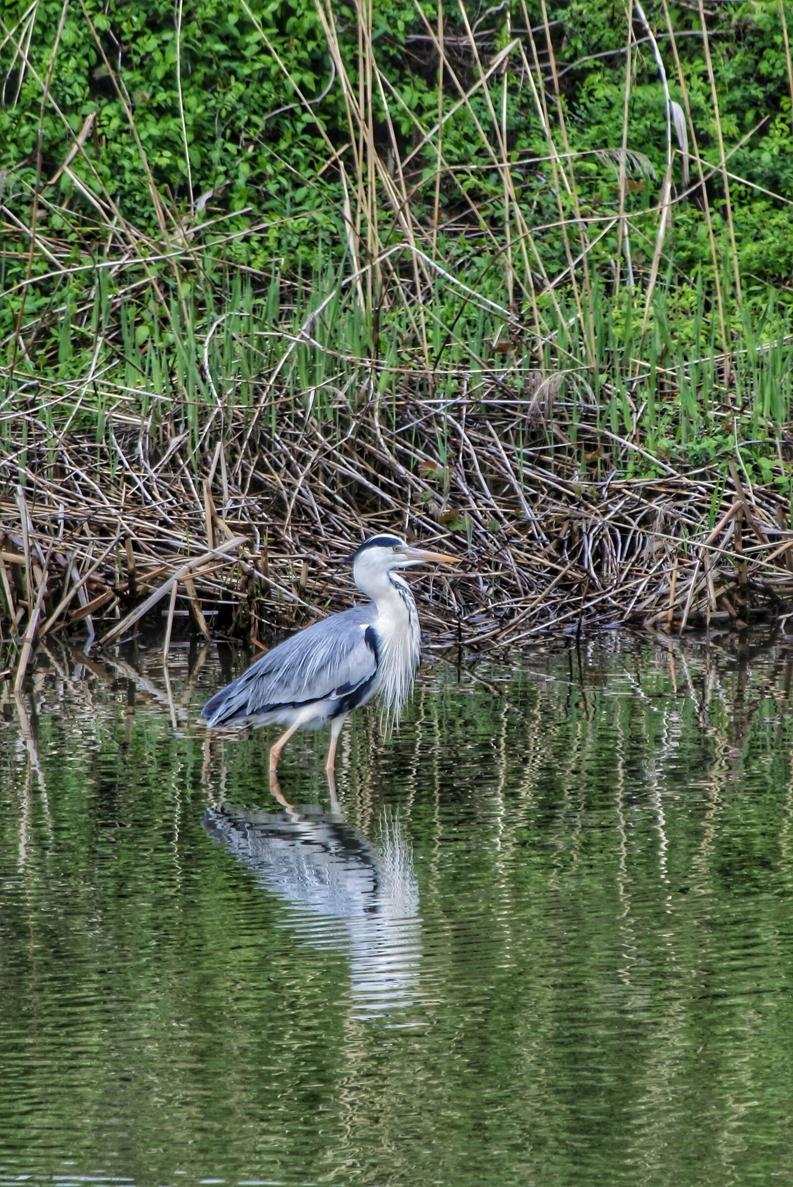 Nikon 1 J5 + VR 55-200mm f/4-5.6G sample photo. Animal, wild birds, waterfowl photography