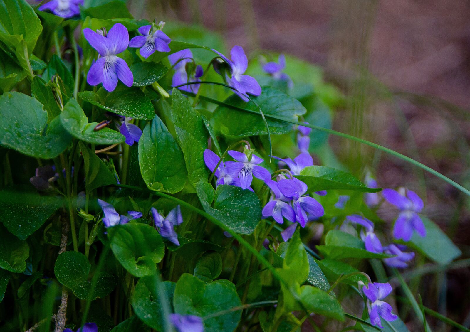 Nikon D7000 sample photo. Wild flowers, forest, dark photography