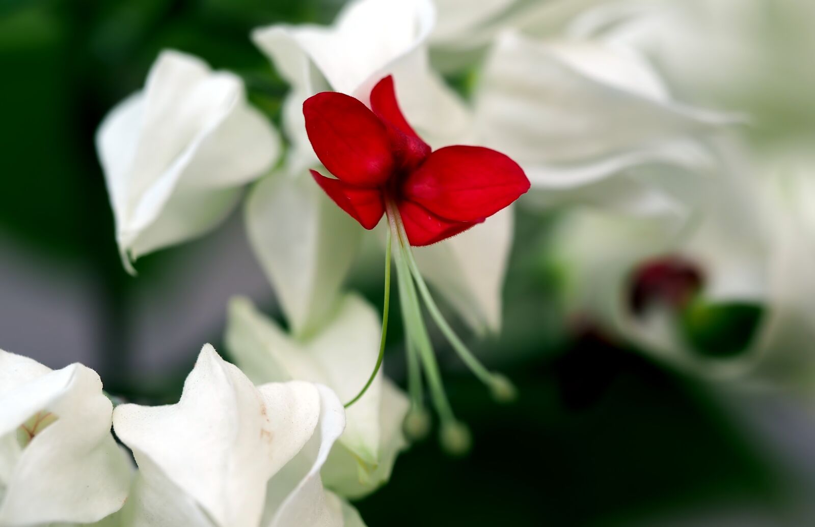 Olympus OM-D E-M5 sample photo. Flower, nature, flora photography