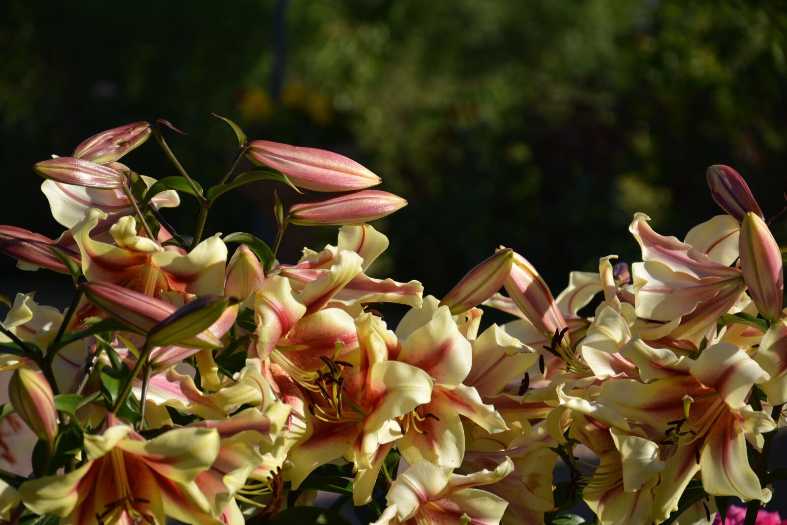 Nikon D5200 sample photo. Summer, flowers, lily photography