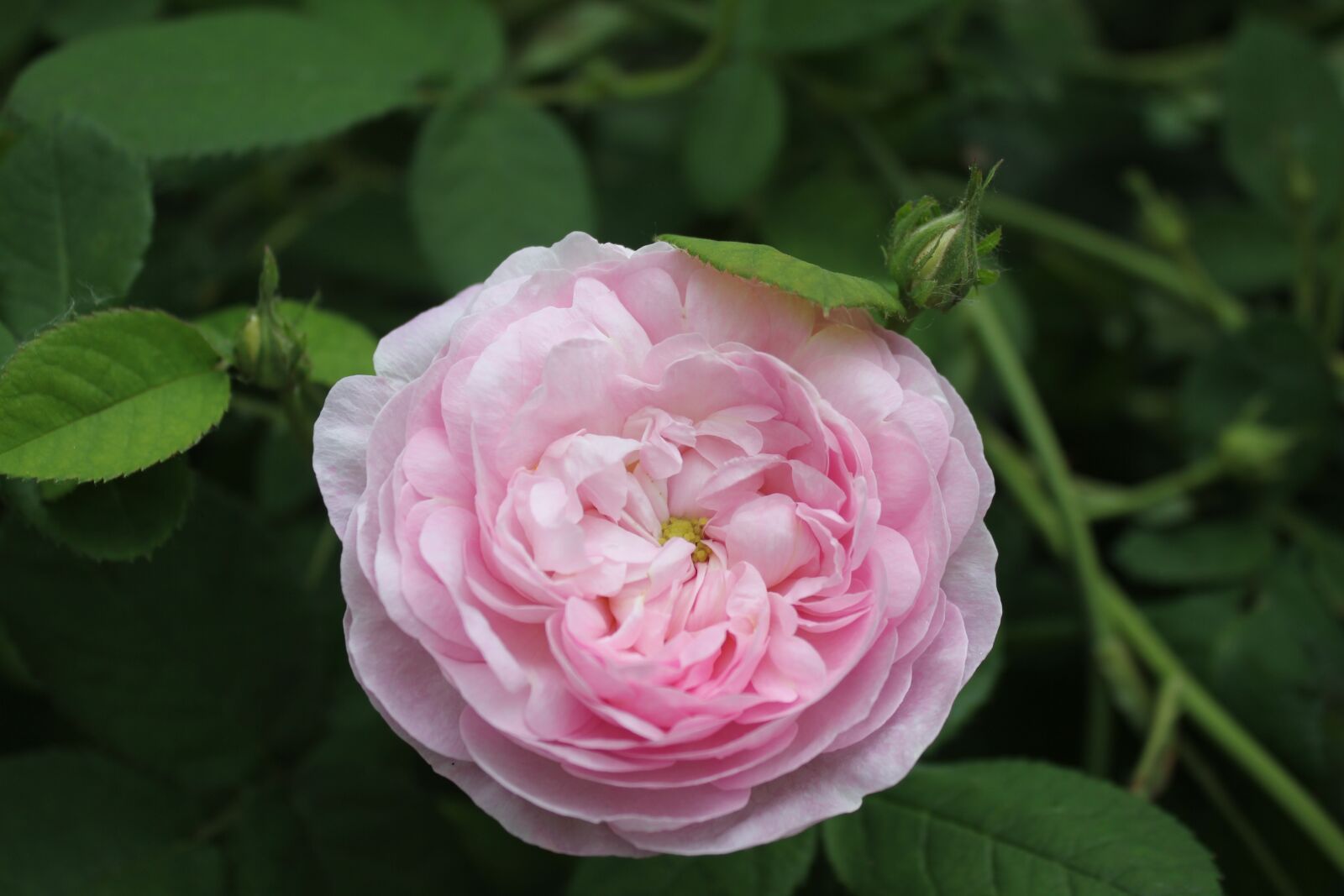 Canon EOS 550D (EOS Rebel T2i / EOS Kiss X4) sample photo. Pink, flower, nature photography