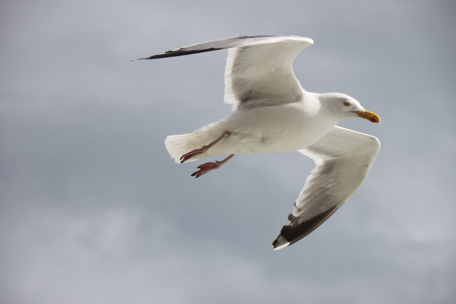 Canon EOS 500D (EOS Rebel T1i / EOS Kiss X3) sample photo. Bird, seagull, flight photography