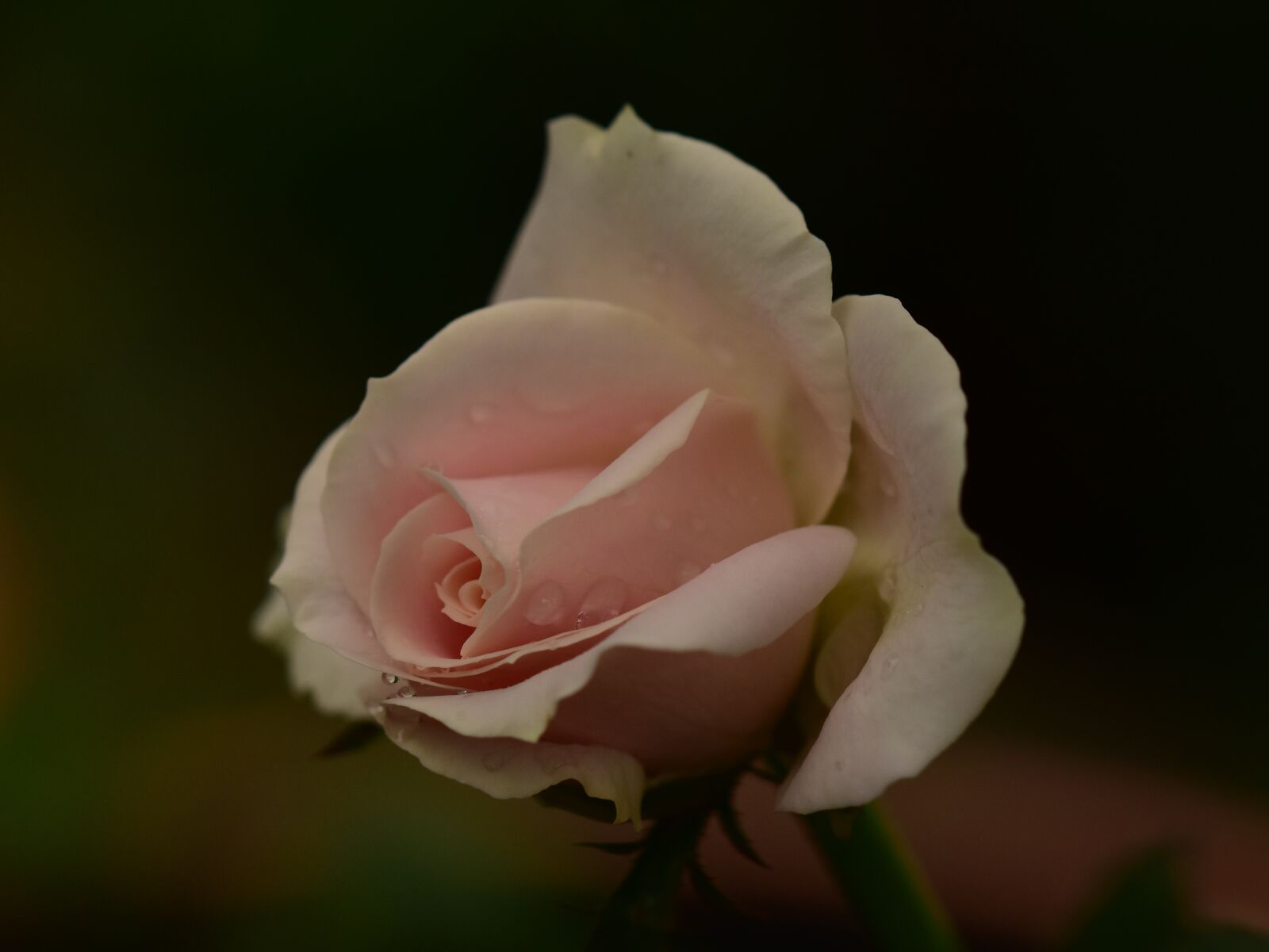 Nikon D3400 sample photo. Pink rose, rose, flower photography