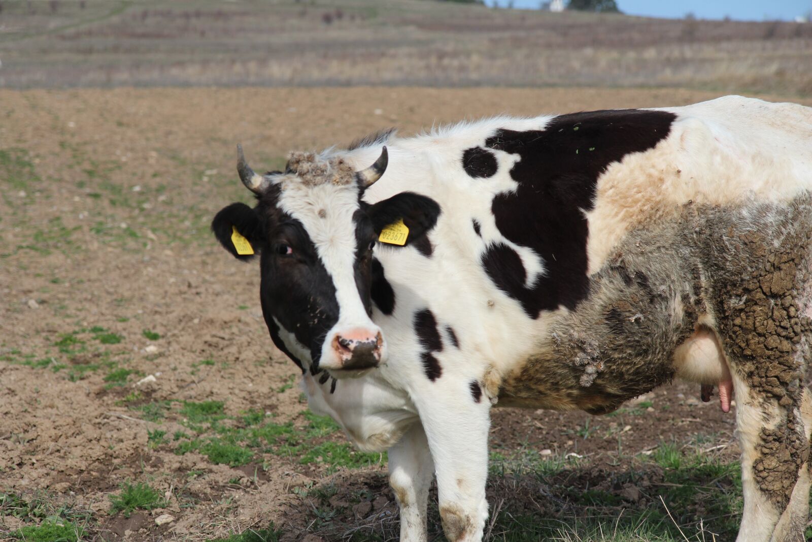 Canon EOS 600D (Rebel EOS T3i / EOS Kiss X5) sample photo. Ravnogor, cow, mountain photography