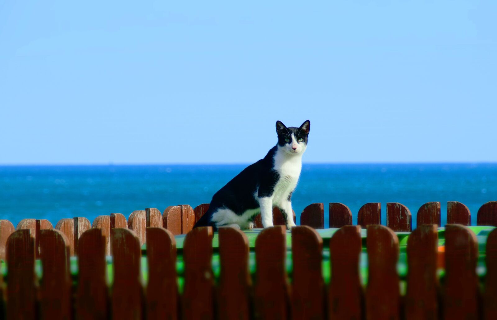 Nikon D5300 sample photo. Cat, sea, animal photography