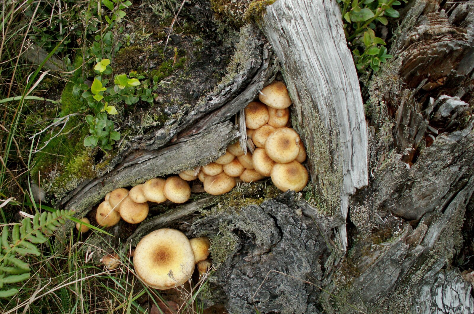 KONICA MINOLTA DiMAGE Z5 sample photo. Mushrooms, forest, opieńki photography