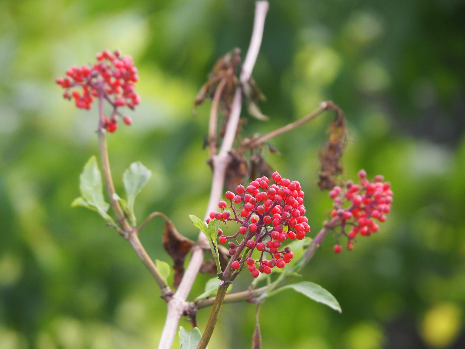 Olympus PEN E-PL7 sample photo. Flower, red, blossom photography