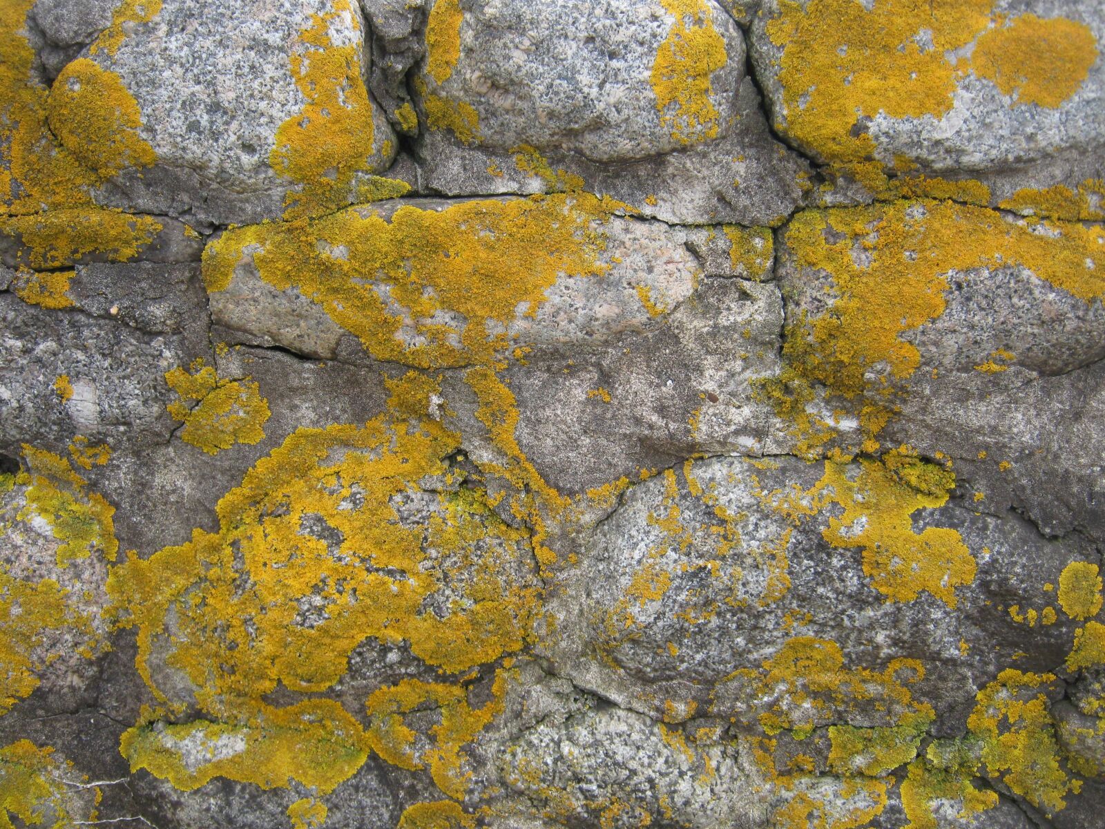 Canon PowerShot A480 sample photo. Moss, old, texture photography