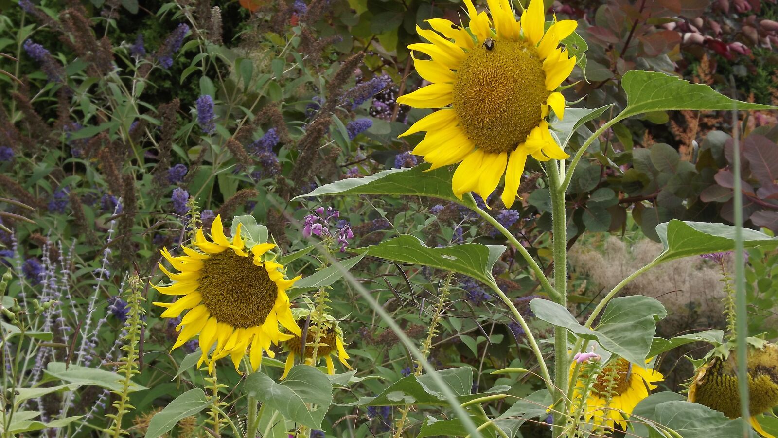 Fujifilm FinePix S3400 sample photo. Nature, sunflowers, flowering photography