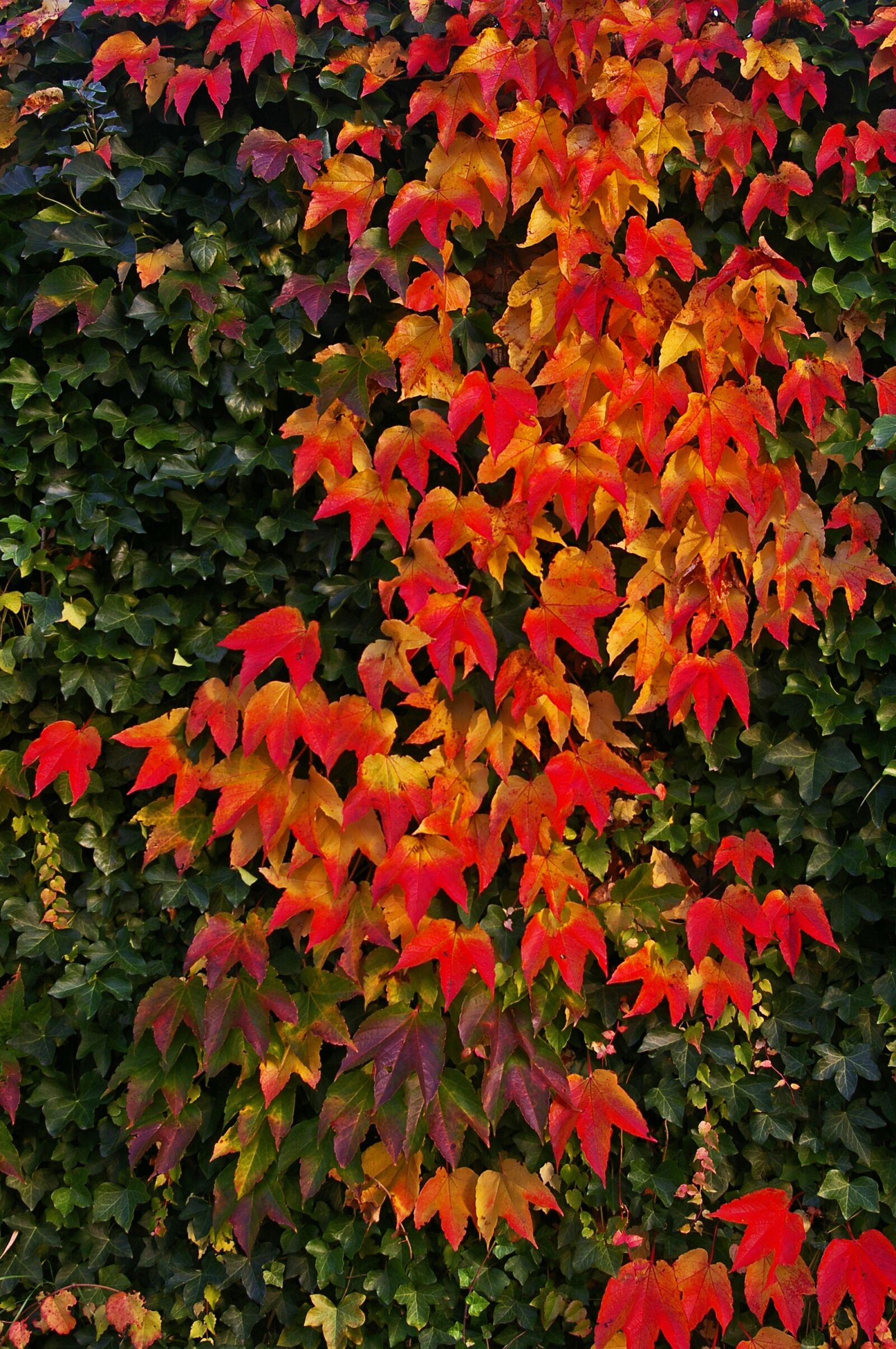 Pentax *ist DL2 sample photo. Autumn, fall foliage, golden photography