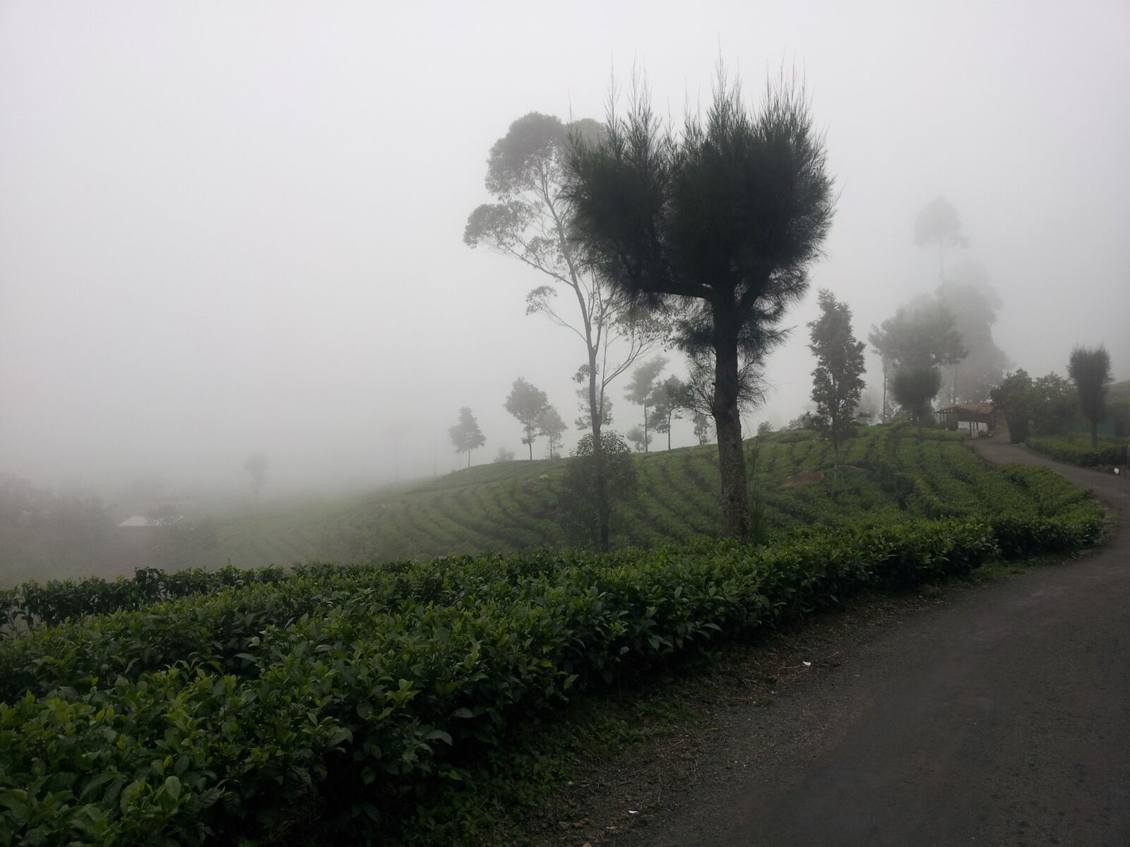 Samsung Galaxy S2 sample photo. The mist, tea estate photography