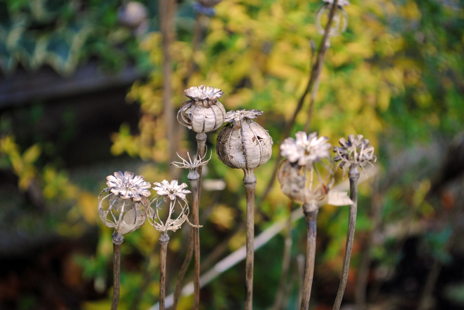 Nikon D3000 sample photo. Autumn, poppy, garden photography