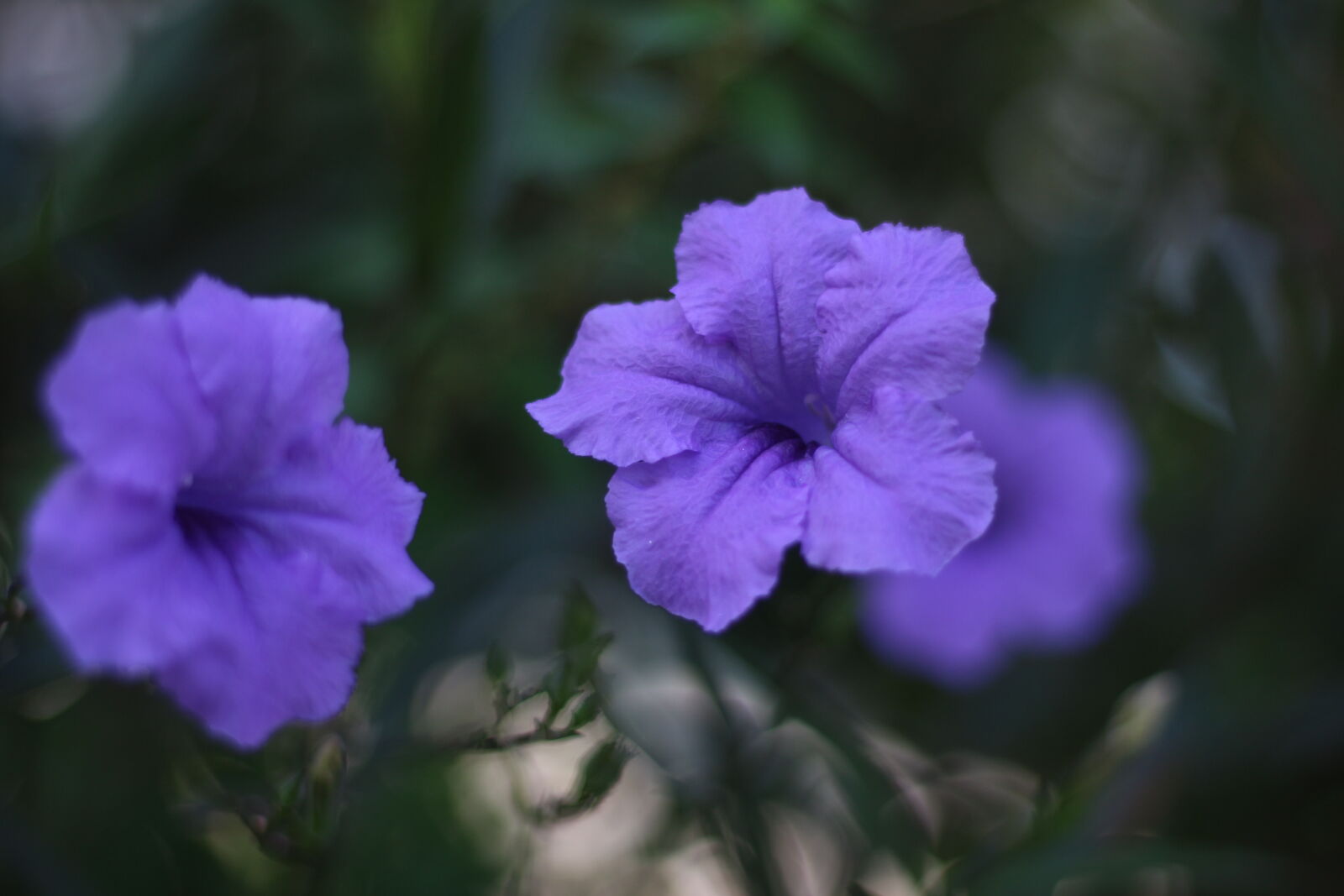 Canon EOS 700D (EOS Rebel T5i / EOS Kiss X7i) + Canon EF 50mm F1.8 STM sample photo. Flower photography