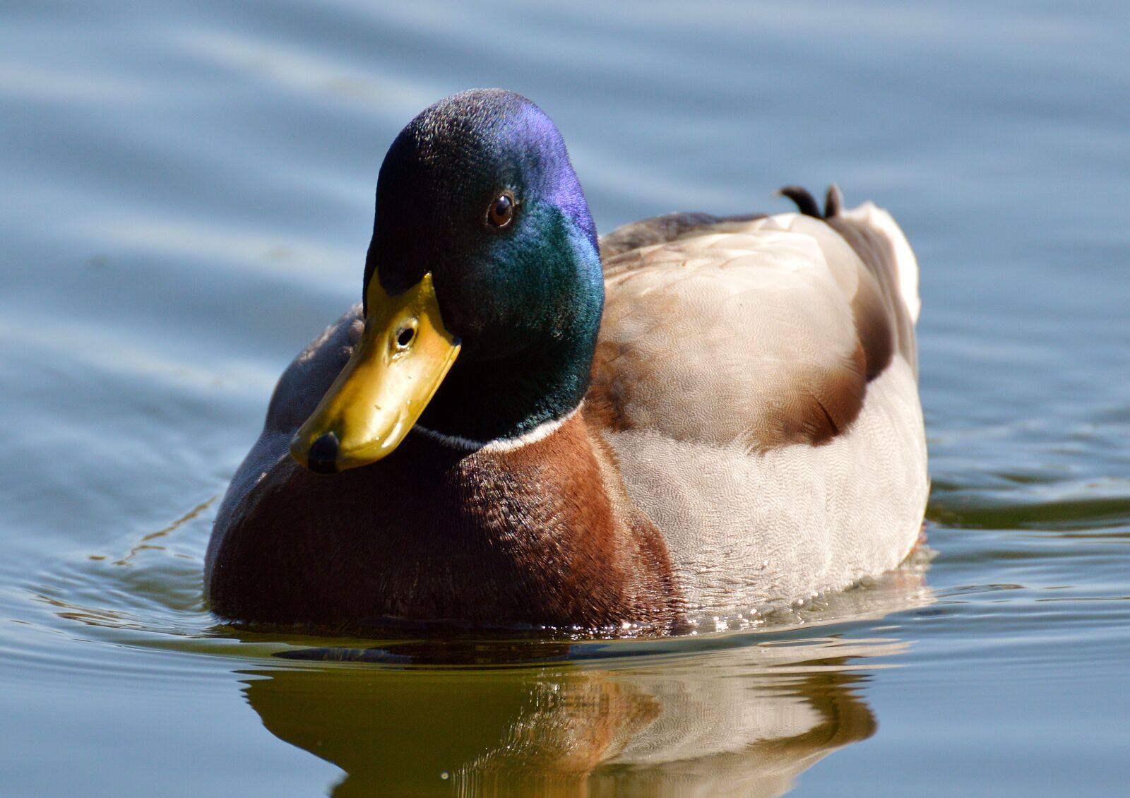 Nikon D3200 sample photo. Duck, mallard, drake photography