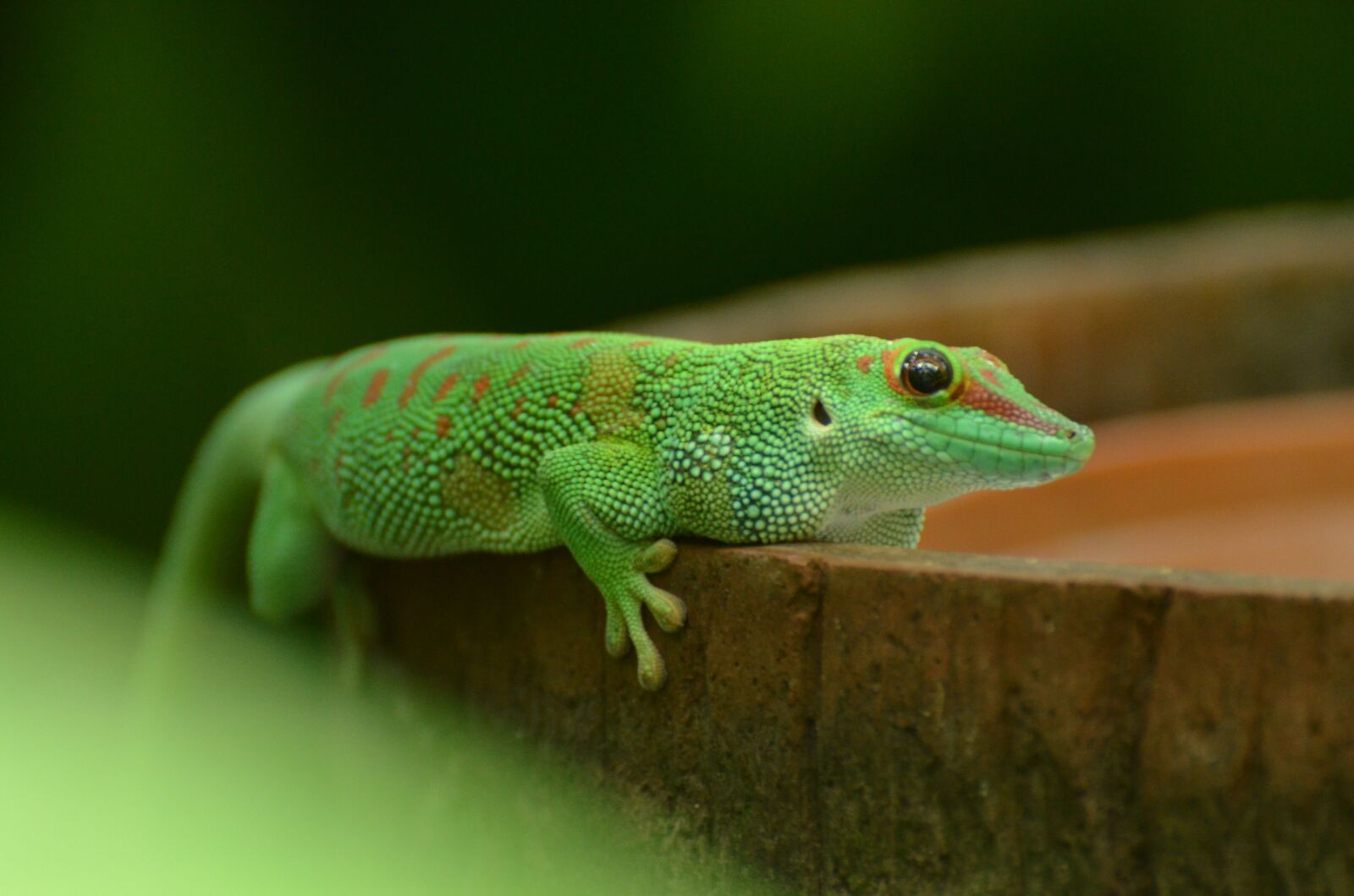 Nikon D5100 sample photo. Reptile, green, animal photography
