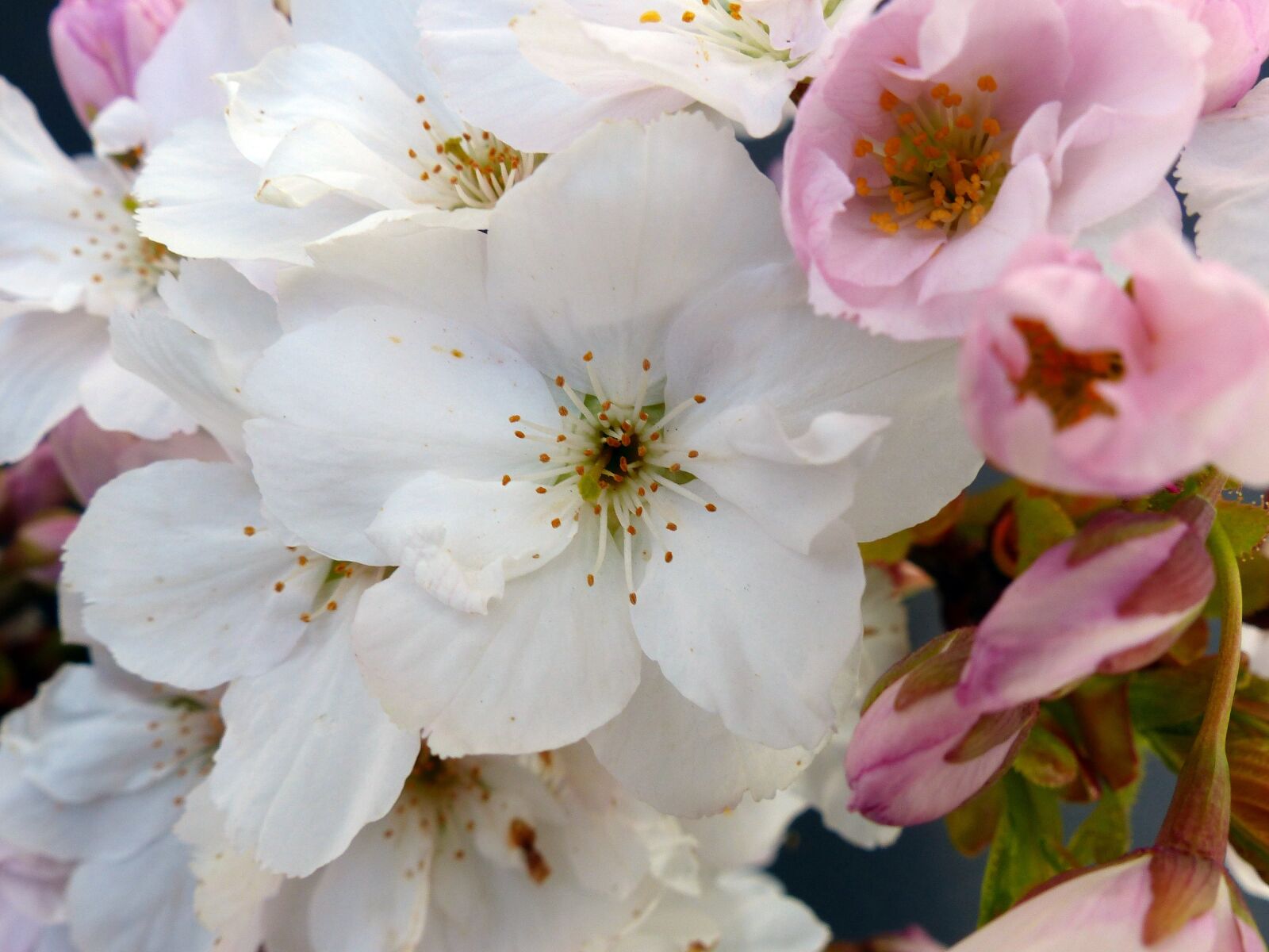 Panasonic Lumix DMC-FZ200 sample photo. Column cherry, japanese cherry photography