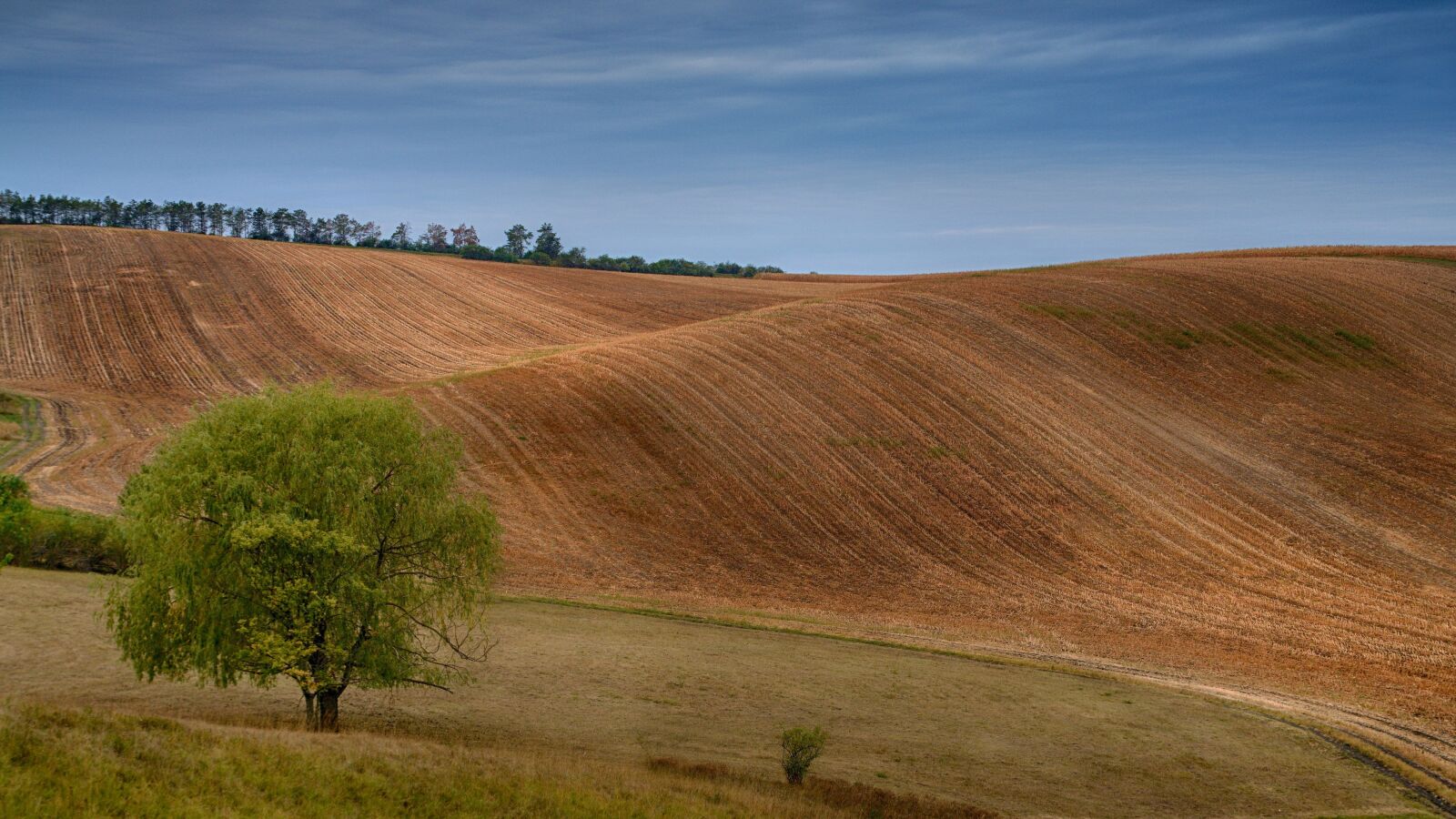 Sony ILCA-77M2 sample photo. Landscape, trees, summer photography