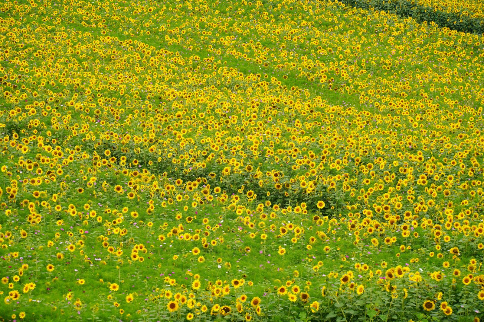 Sony a7R III sample photo. Sunflower, cosmos, summer photography