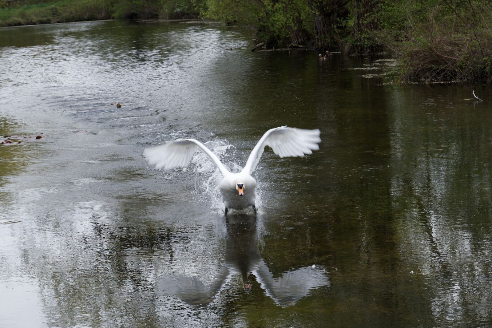 Nikon D500 sample photo. Swan, water, bird photography