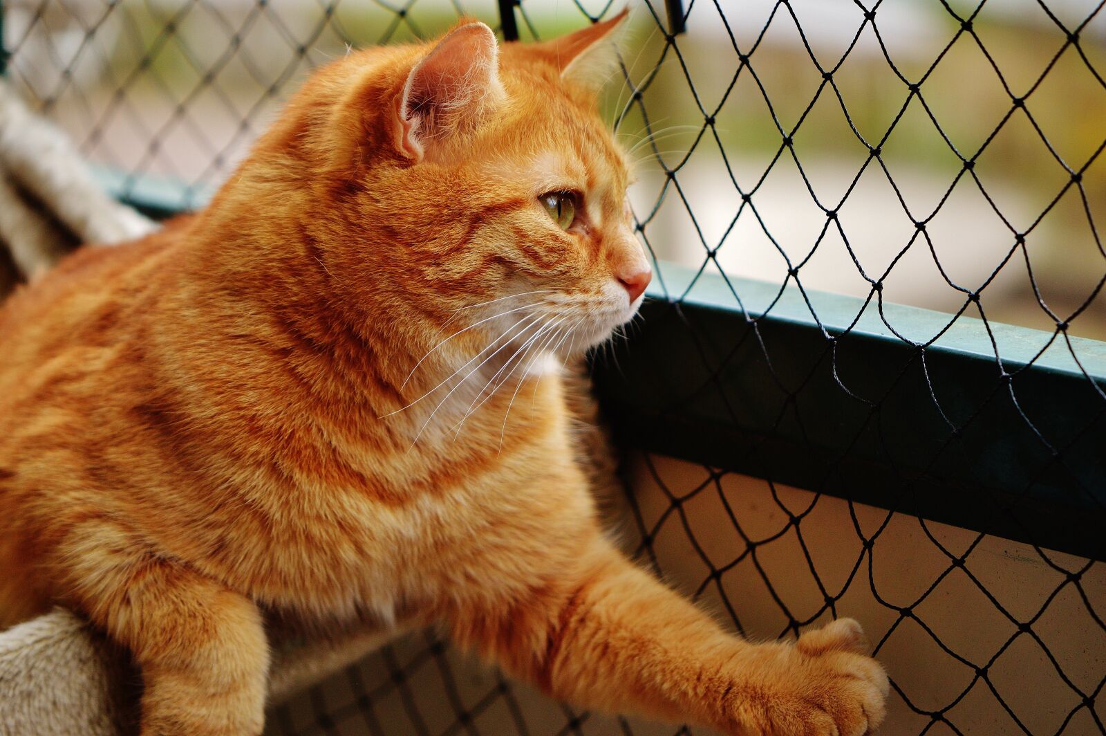 Nikon D3200 sample photo. Cat, red, face photography