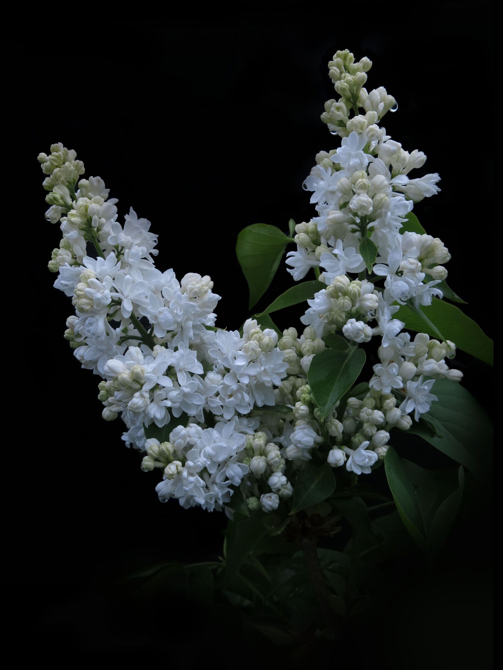 Canon PowerShot G15 sample photo. Lilac, white lilac, flowers photography