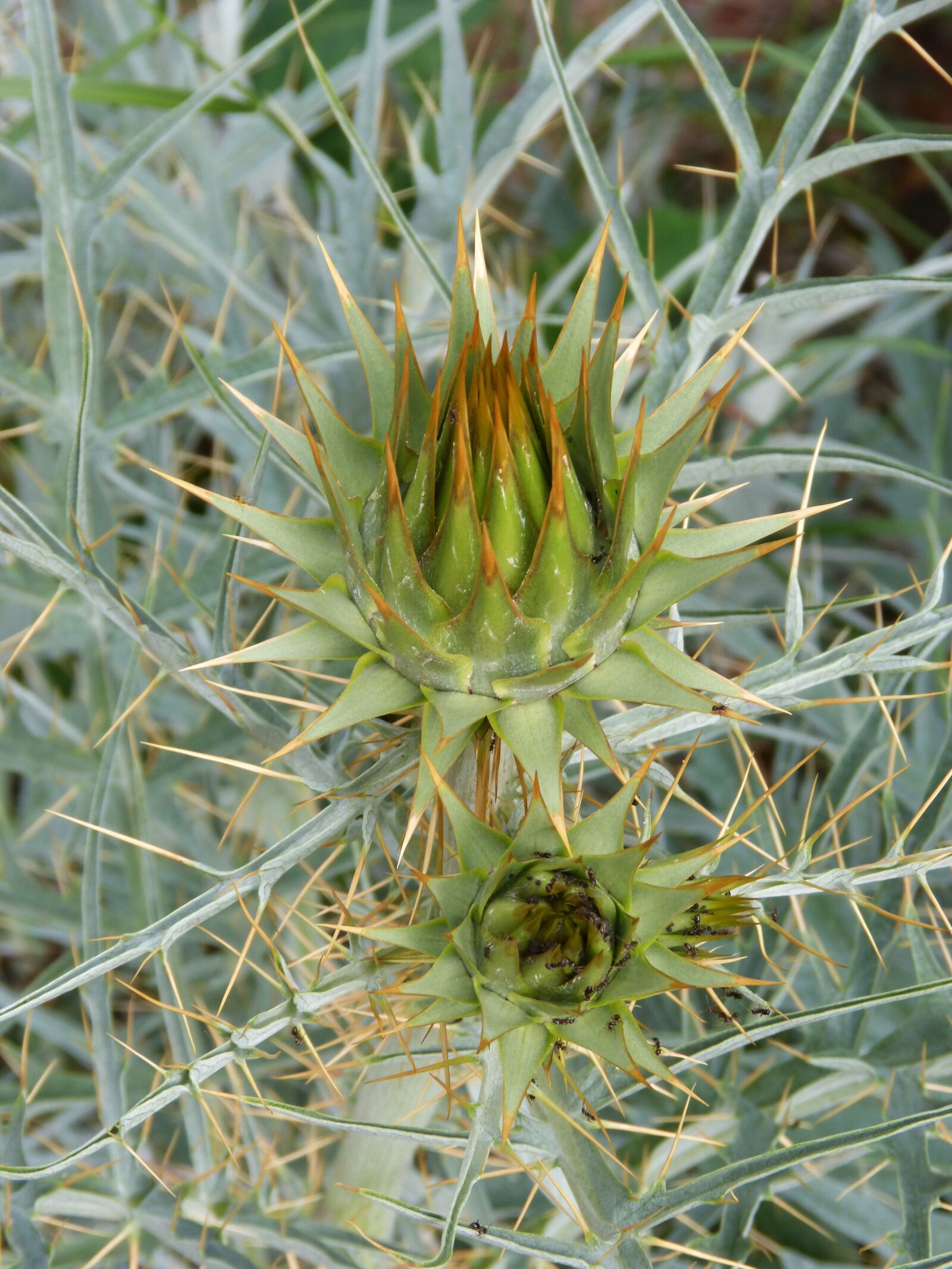 Panasonic DMC-FZ62 sample photo. Prickly artichoke, cynara scolymus photography
