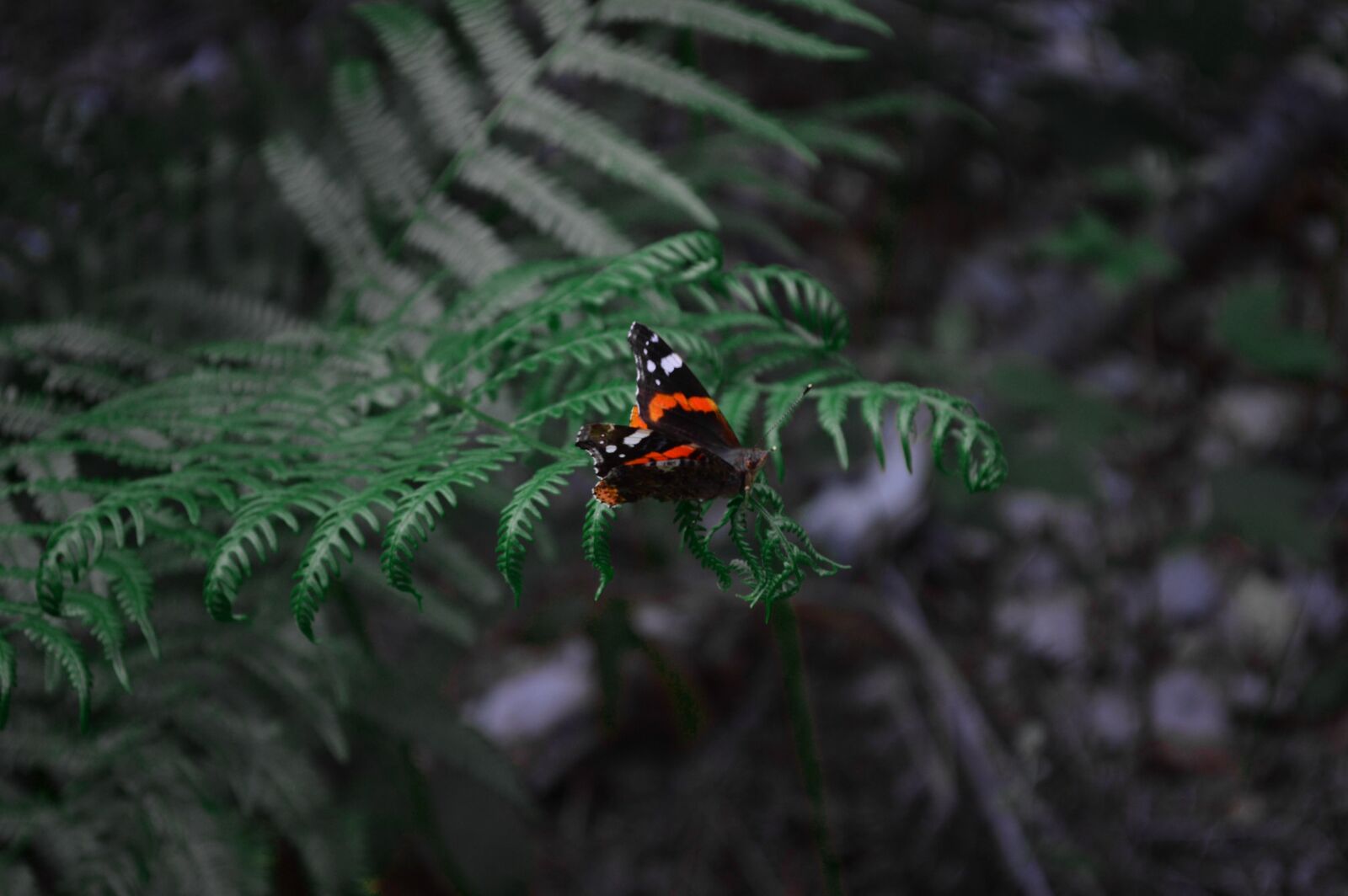 Nikon D3200 sample photo. Butterfly, forest, green photography