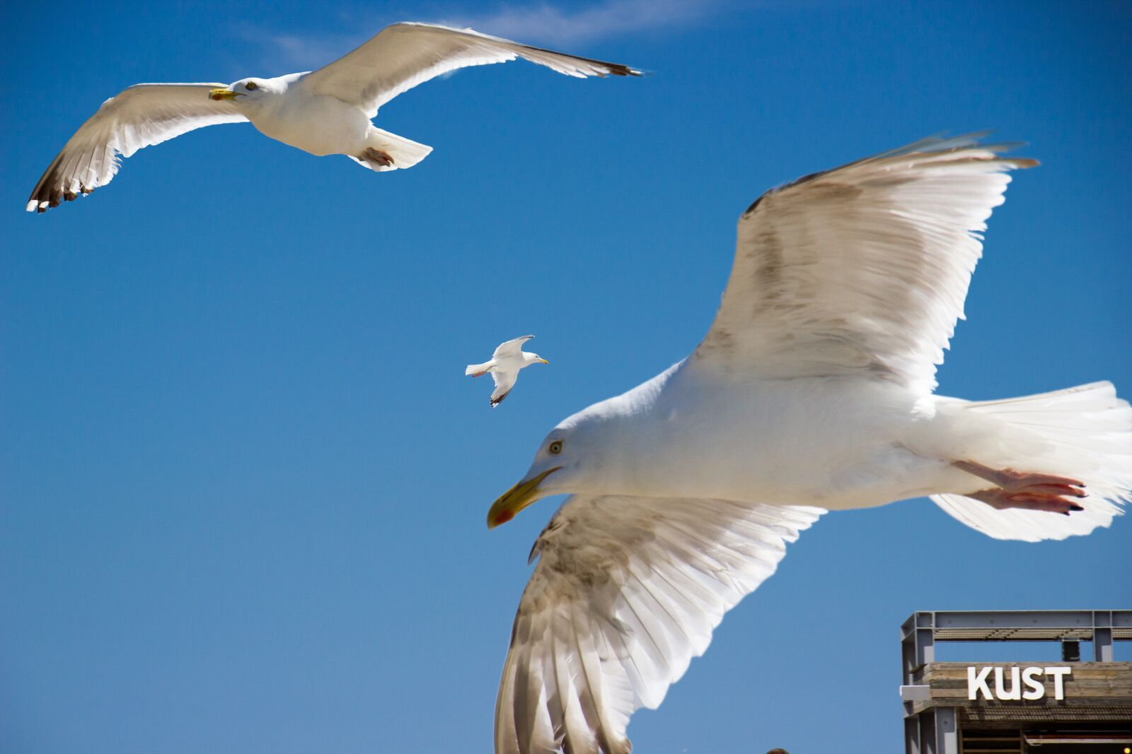 Canon EOS 550D (EOS Rebel T2i / EOS Kiss X4) sample photo. Seagull, coast, bird photography