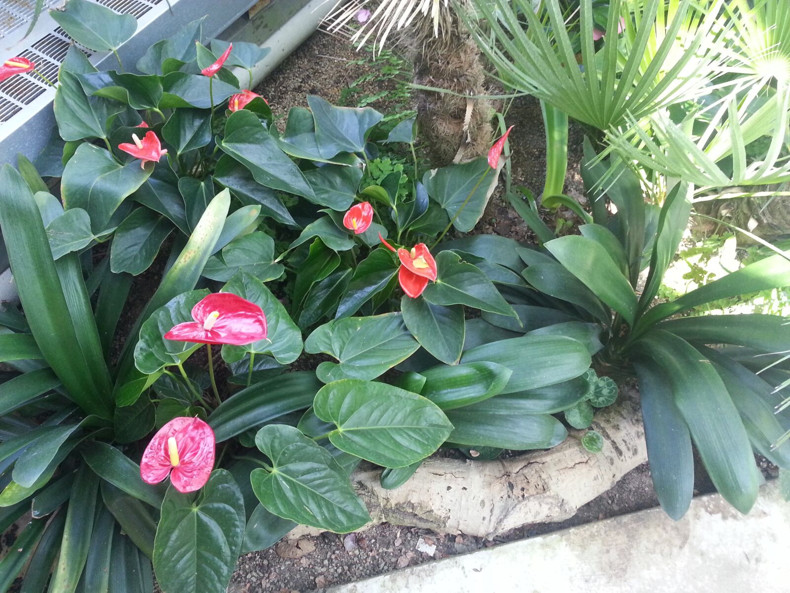 Samsung Galaxy S3 sample photo. Flower, garden, leaves photography