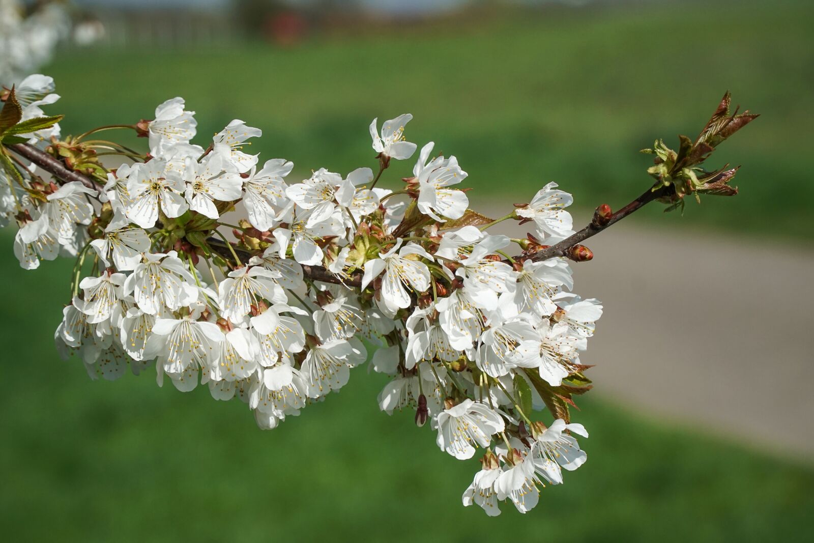 Sony a6000 + Sony E PZ 18-105mm F4 G OSS sample photo. Cherry blossoms, spring, cherry photography