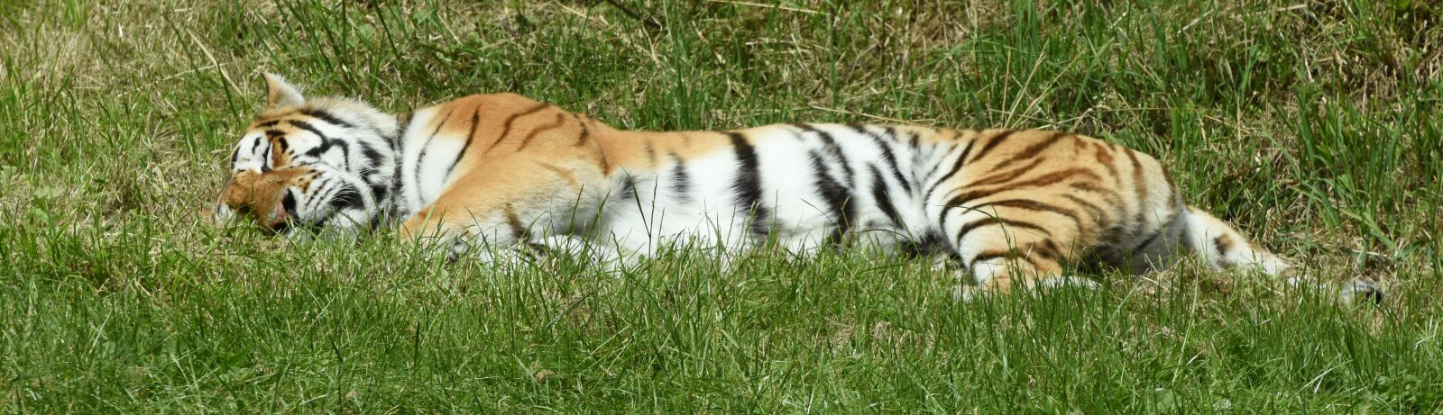 Nikon D5600 sample photo. Tiger, sleeping, animal photography