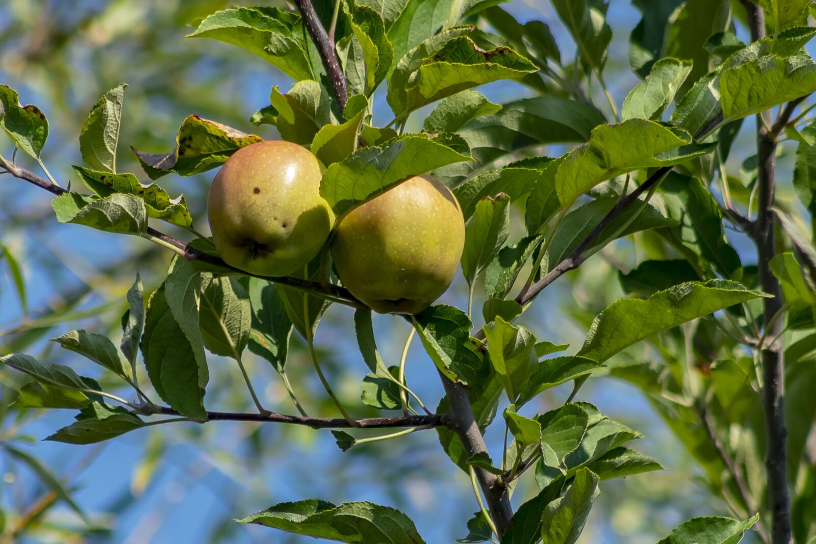 Canon EF75-300mm f/4-5.6 sample photo. Apple, apple tree, wood photography