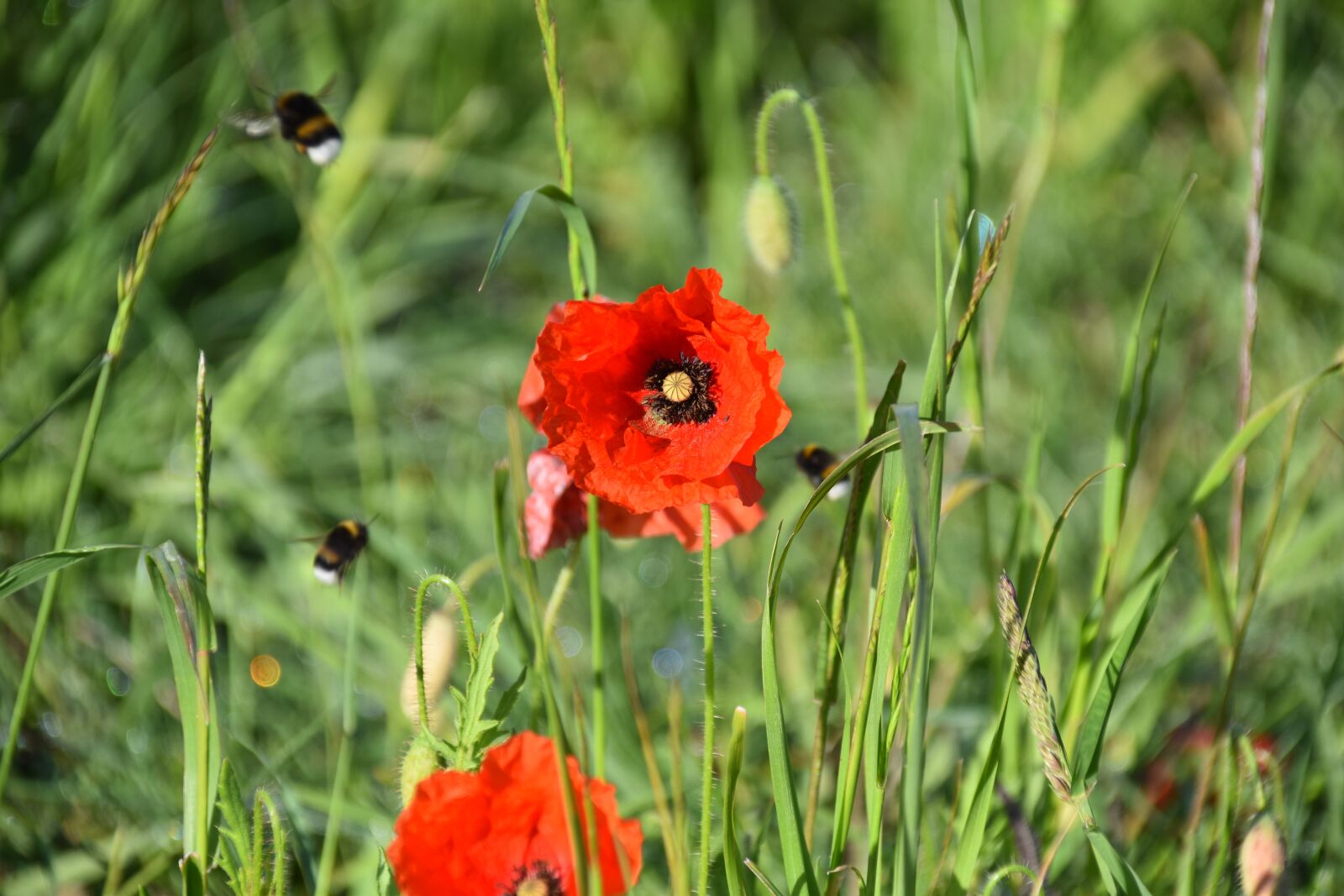 Nikon D5600 sample photo. Flower, poppy, red flower photography
